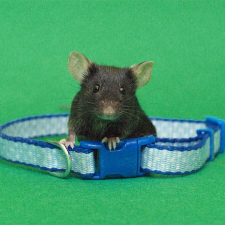 Transgene Maus mit Katzenhalsband