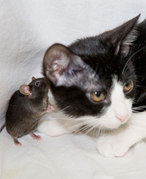 Transgene Maus riecht an einer Katze