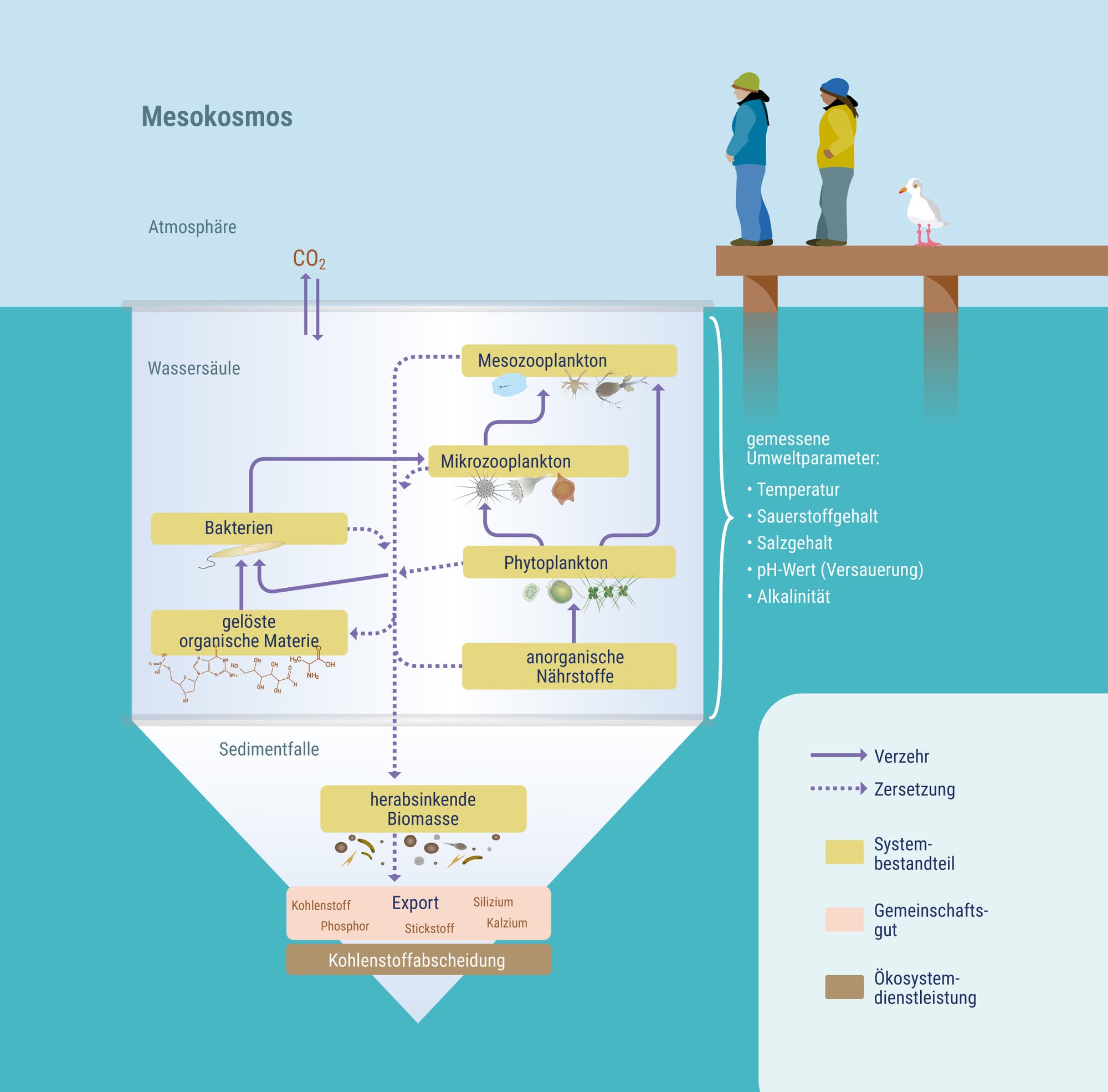 Aufbau eines Mesokosmos