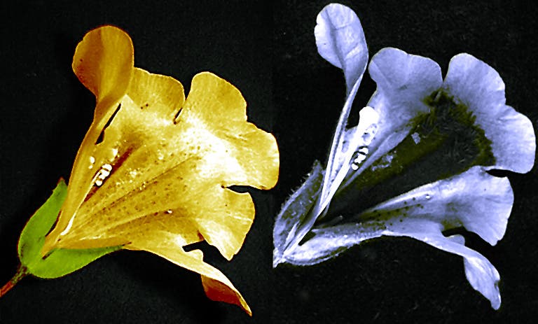 Gauklerblume in sichtbarem und UV-Licht