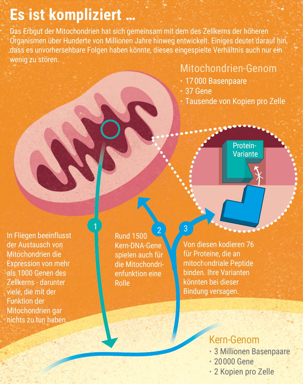 Das Verhältnis von Mitochondrien- und Kerngenom 