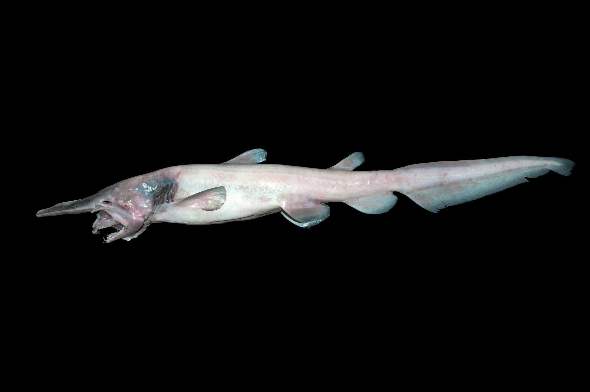 Koboldhaie – lebende Fossilien aus der Tiefsee