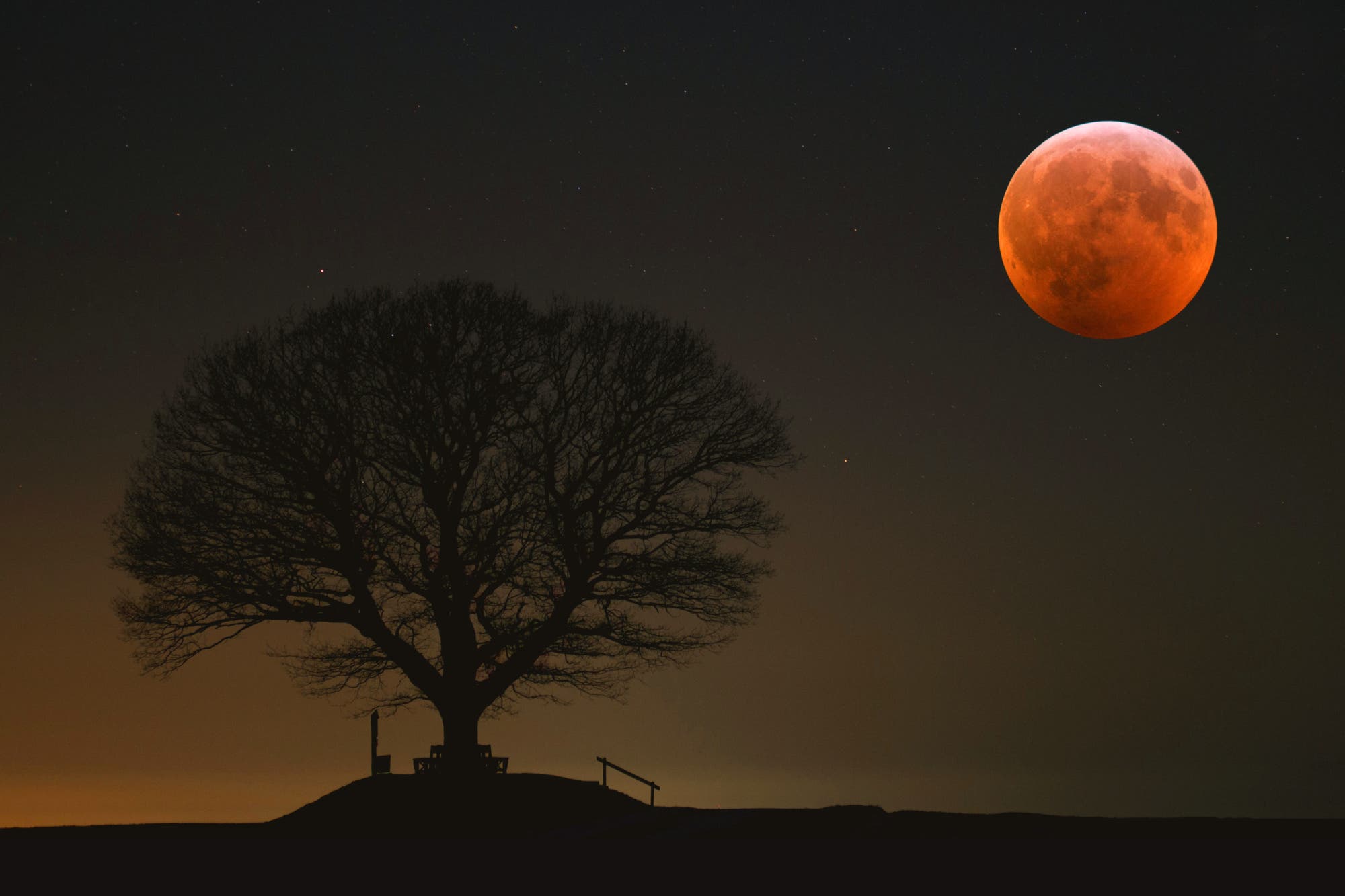 La luna totalmente oscurecida el 21 de enero de 2019, en el horizonte, al lado de la silueta de un árbol