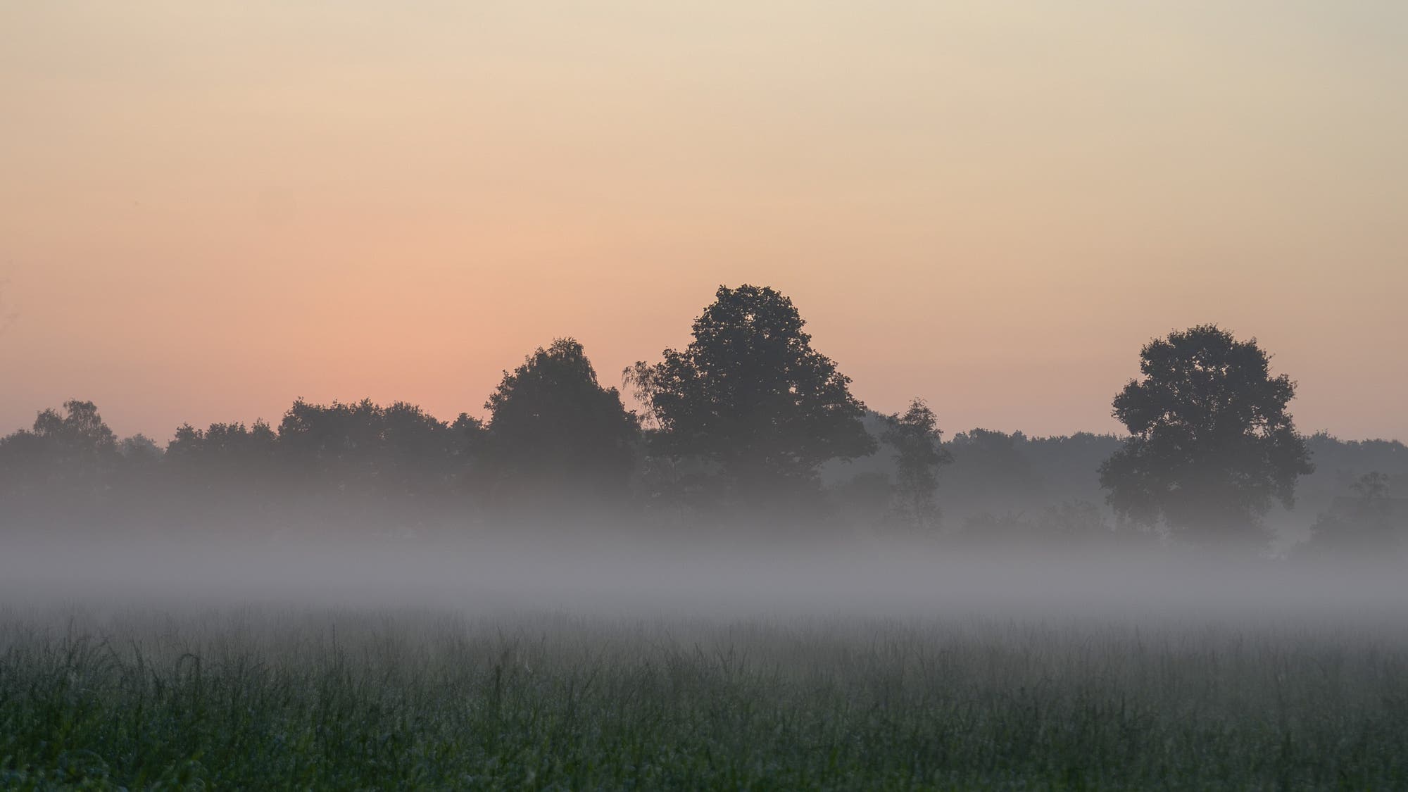 Ein typischer Anblick im Herbst: Nach den doch schon langen und kühlen Nächten wabert morgens Nebel über Felder und Wiesen.