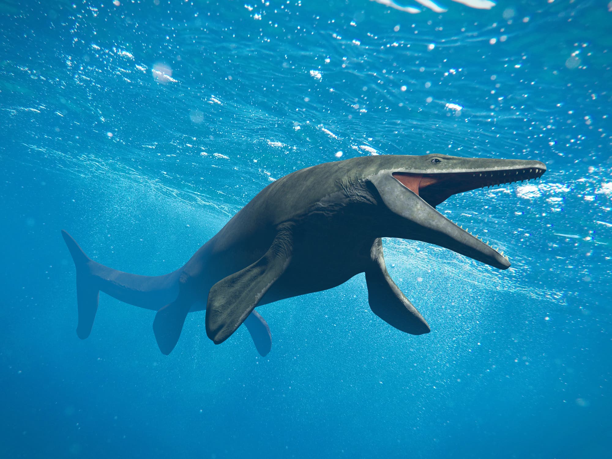 Der Mosasaurus gehört zu einer ausgestorbenen Familie großer Meeresreptilien aus der Zeit der Oberkreide.