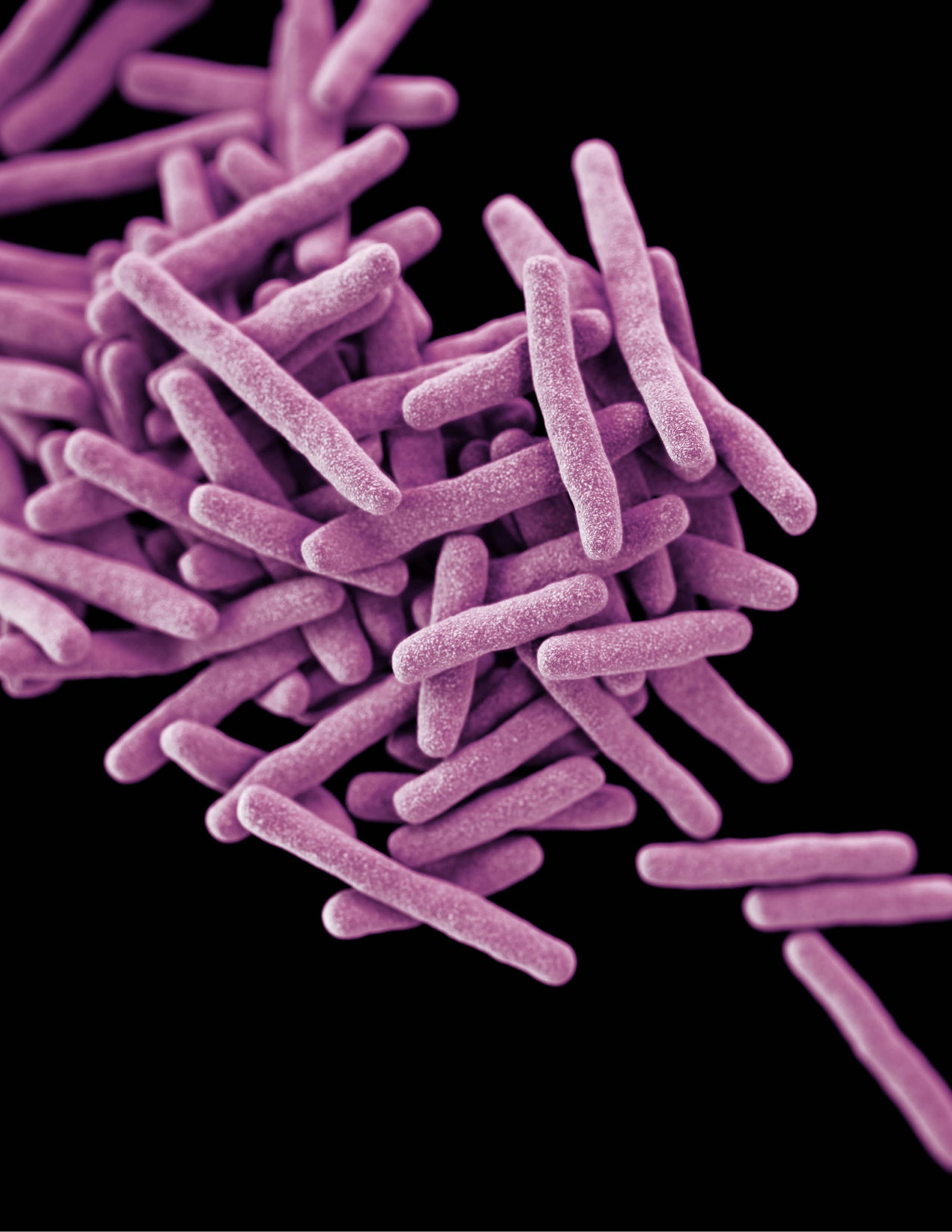 3d-computergenerierte Abbildung von Tuberkulosebakterien