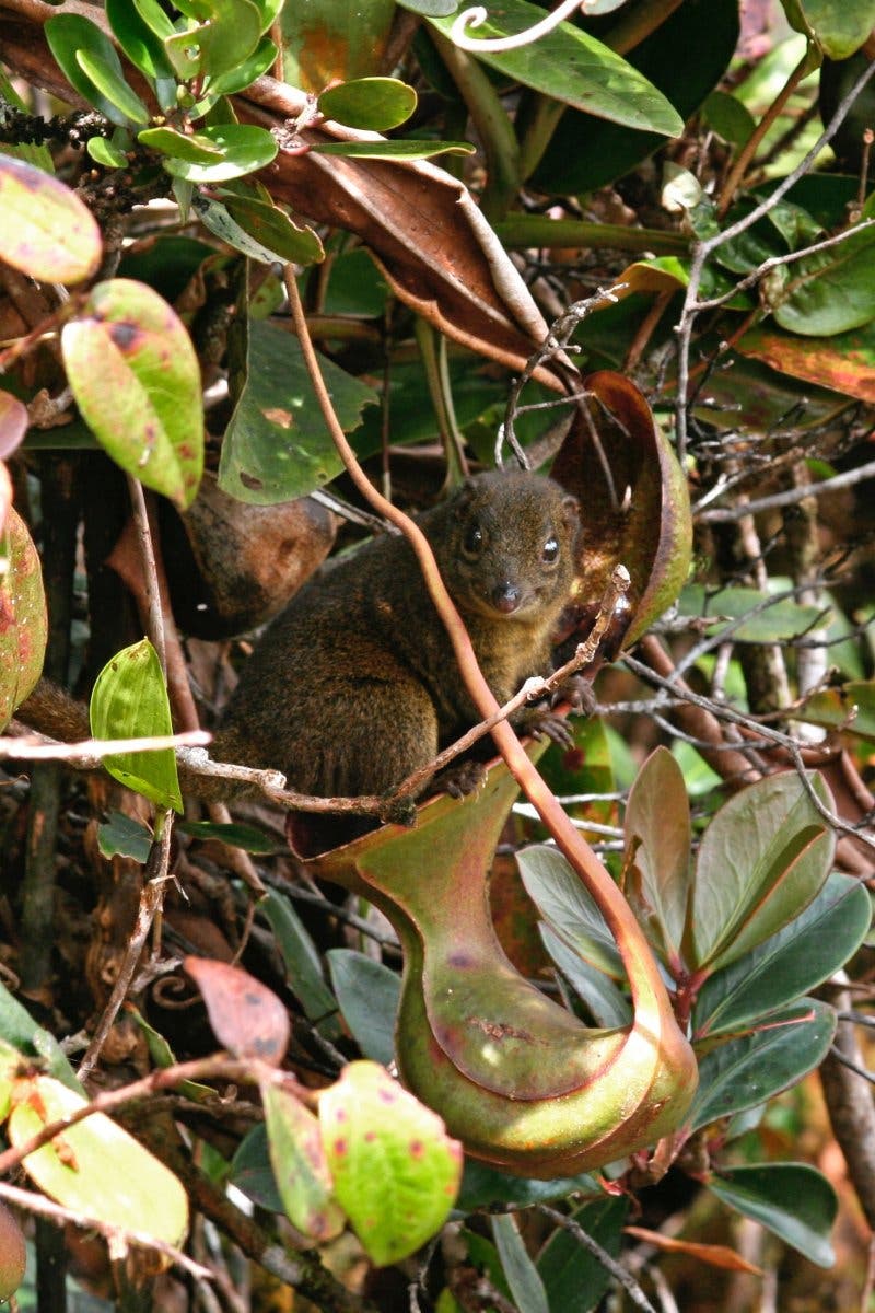 Spitzhörnchen auf Kannenpflanze