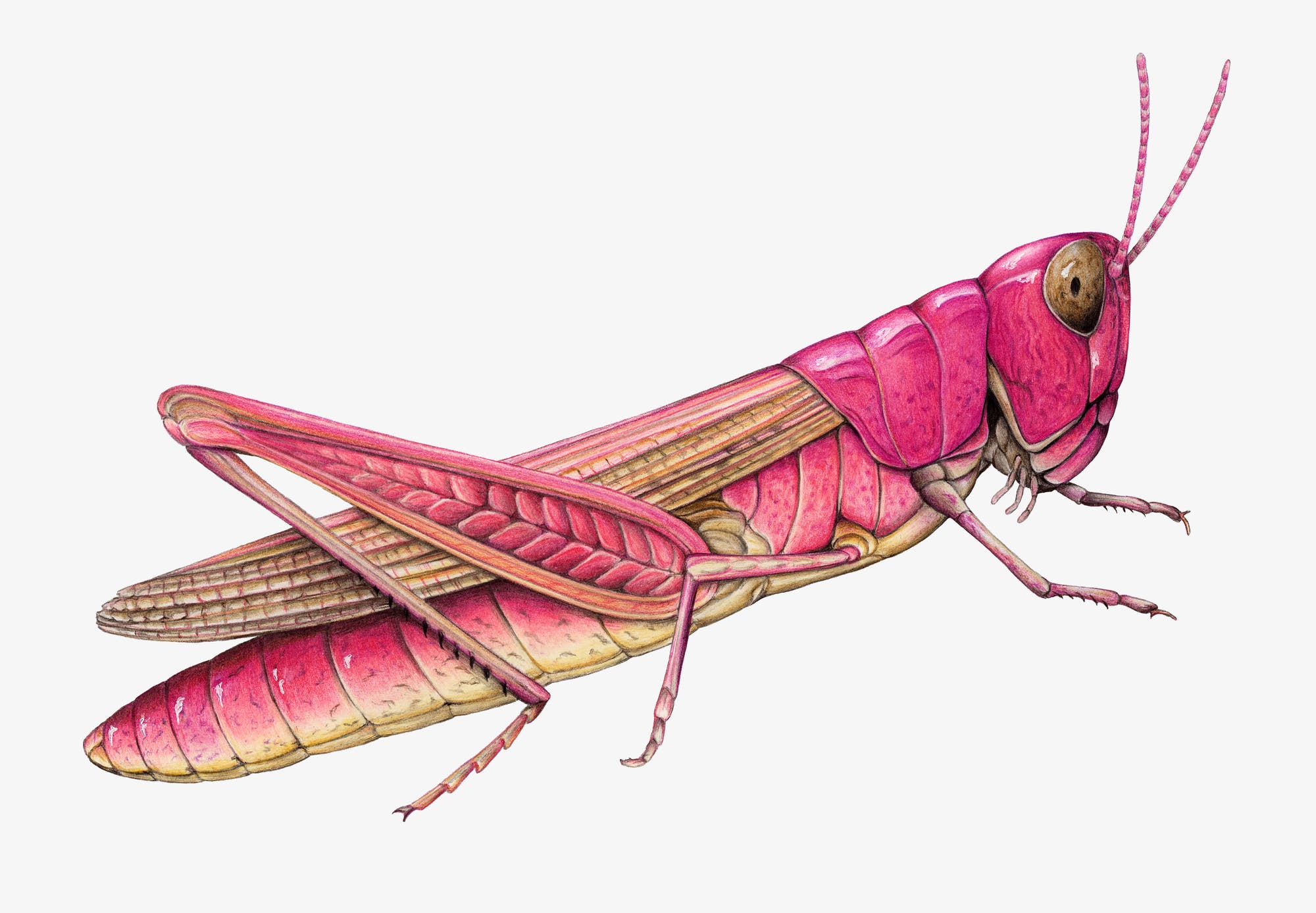 Eine Buntstiftzeichnung zeigt den Nachtigall-Grashüpfer in pinker Färbung.