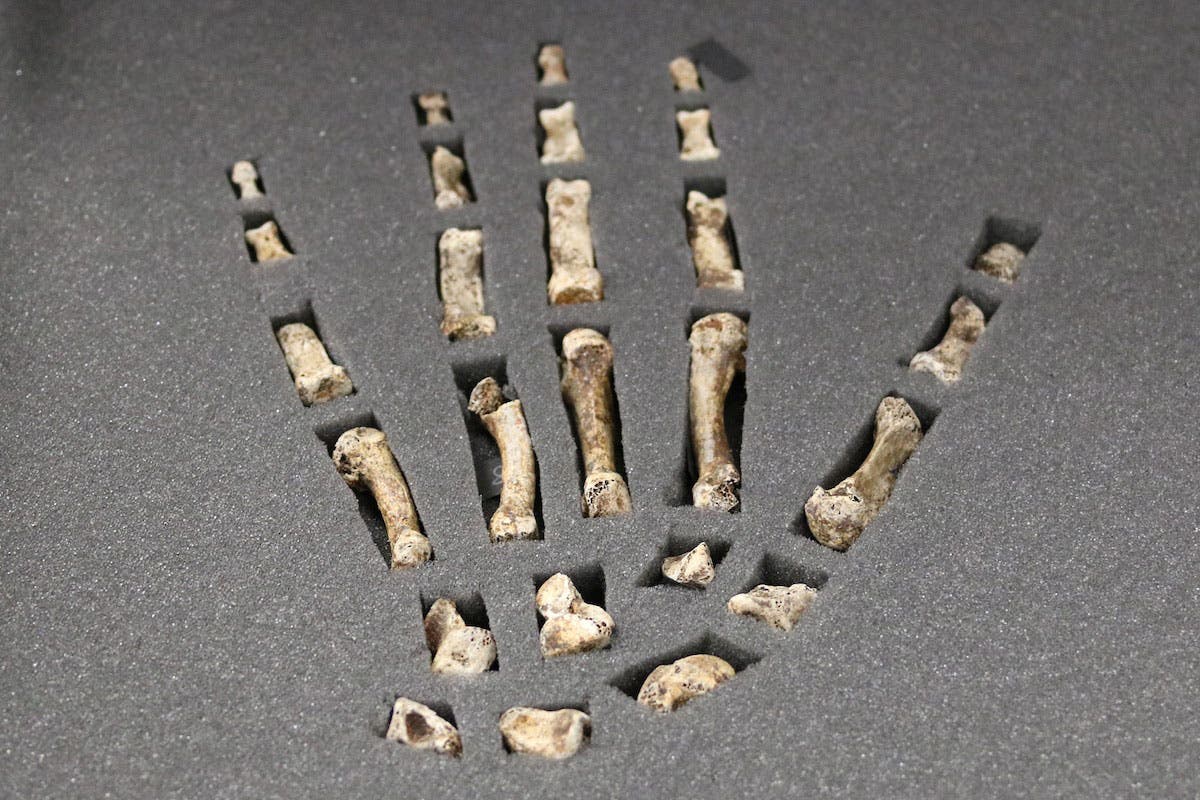 Die Hand des Homo naledi – eine der vollständigsten Handknochenfunde, die von einer ausgestorbenen menschlichen Spezies erhalten sind.