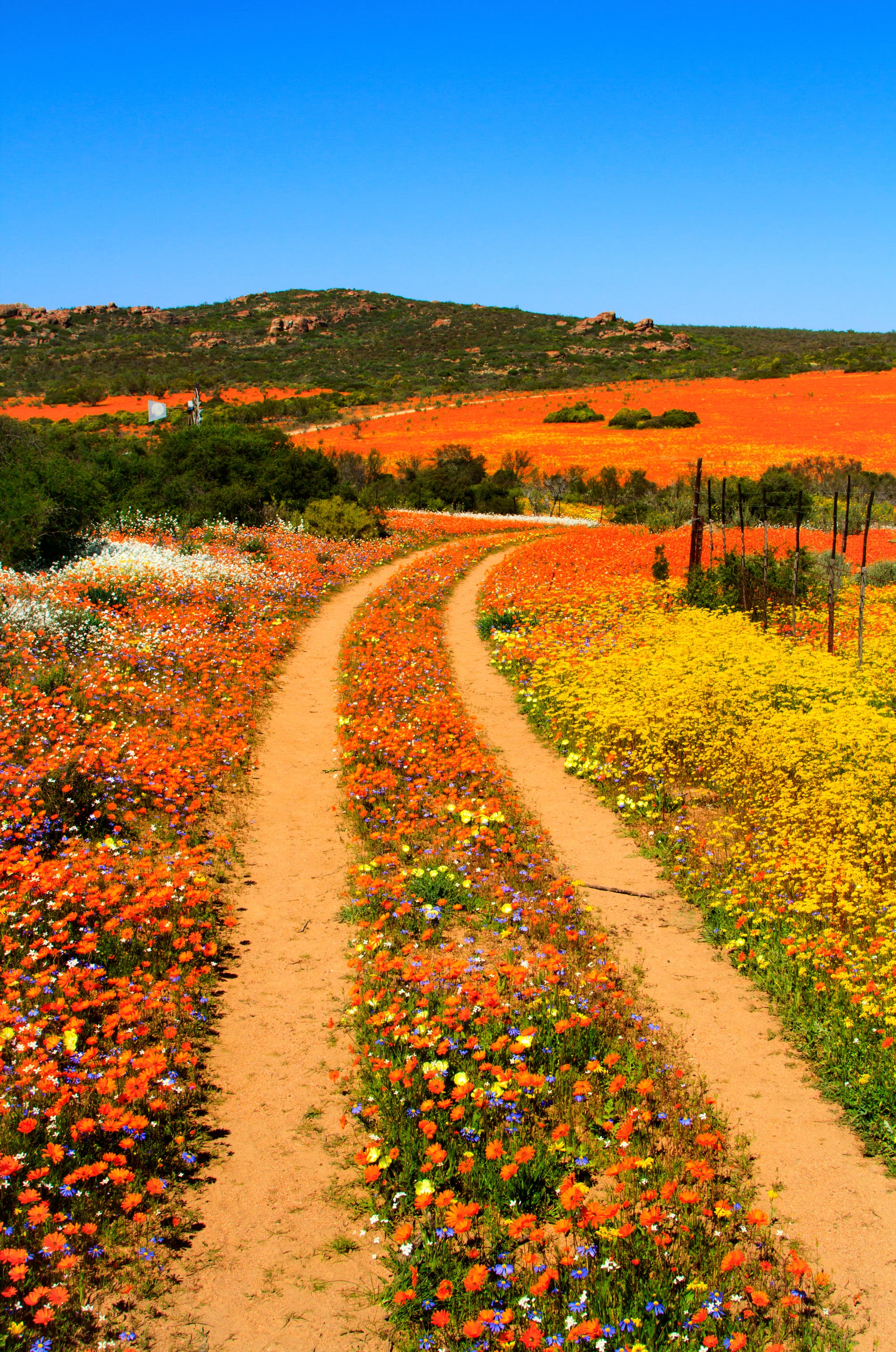 Die Wüste im Namaqualand blüht