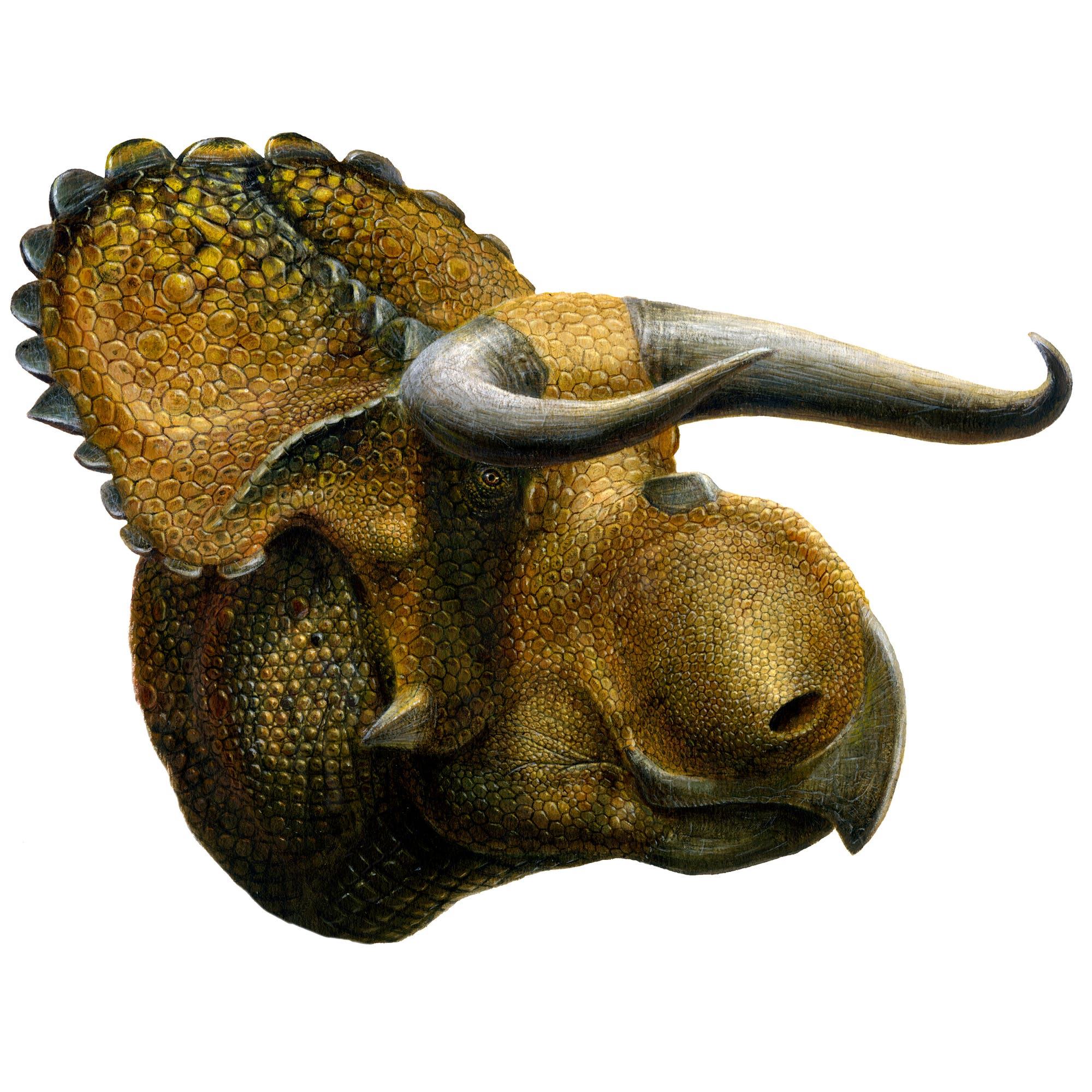 Nasutoceratops titusi