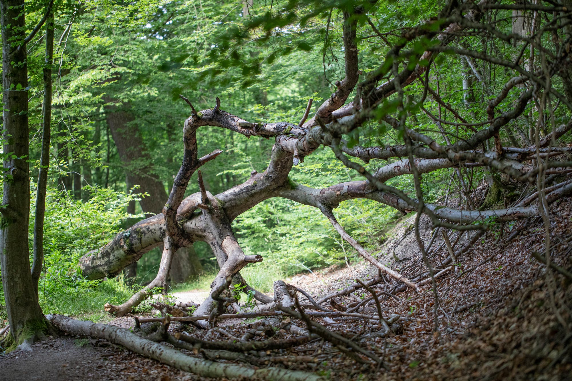 Blick auf einen umgestürzten Altbaum im Wald.