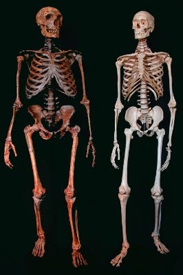 Neandertaler und moderner Mensch