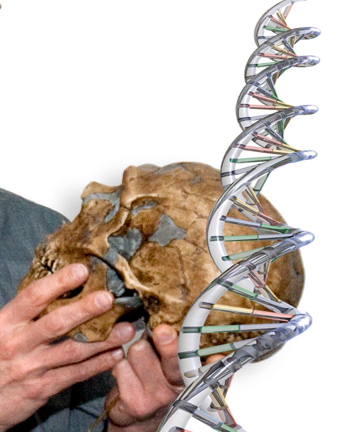 Die DNA des Neandertalers&nbsp;...