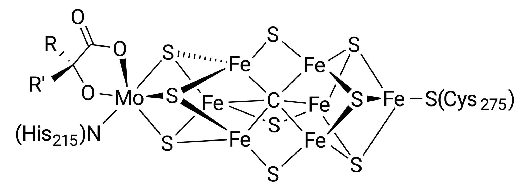 Strukturformel eines Nitrogenase-Kofaktors mit mehreren Eisenzentren, einem Molybdänzentrum sowie Schwefel- und Sauerstoffliganden