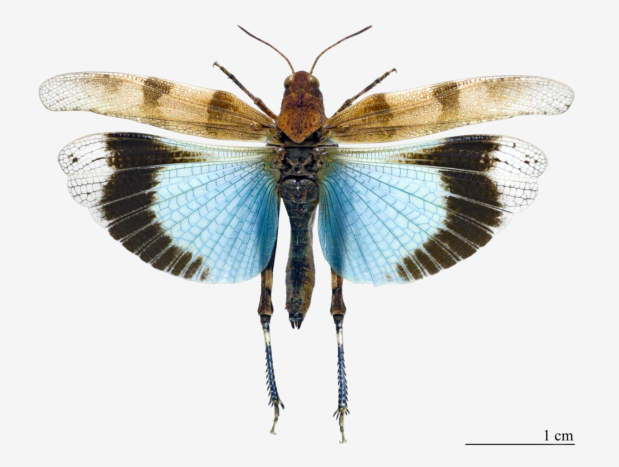 Eine Blauflügelige Ödlandschrecke: ein seltenes Insekt