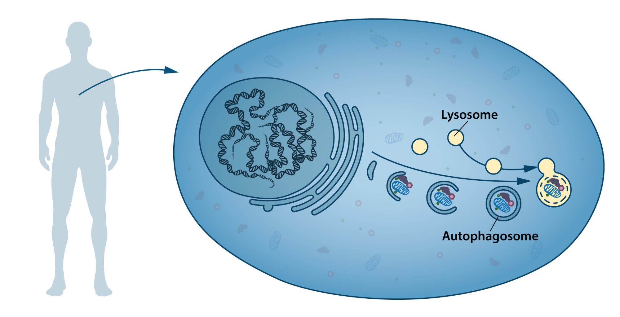 Autophagosomen bringen Zellmüll zum Entsorgungszentrum Lysosom