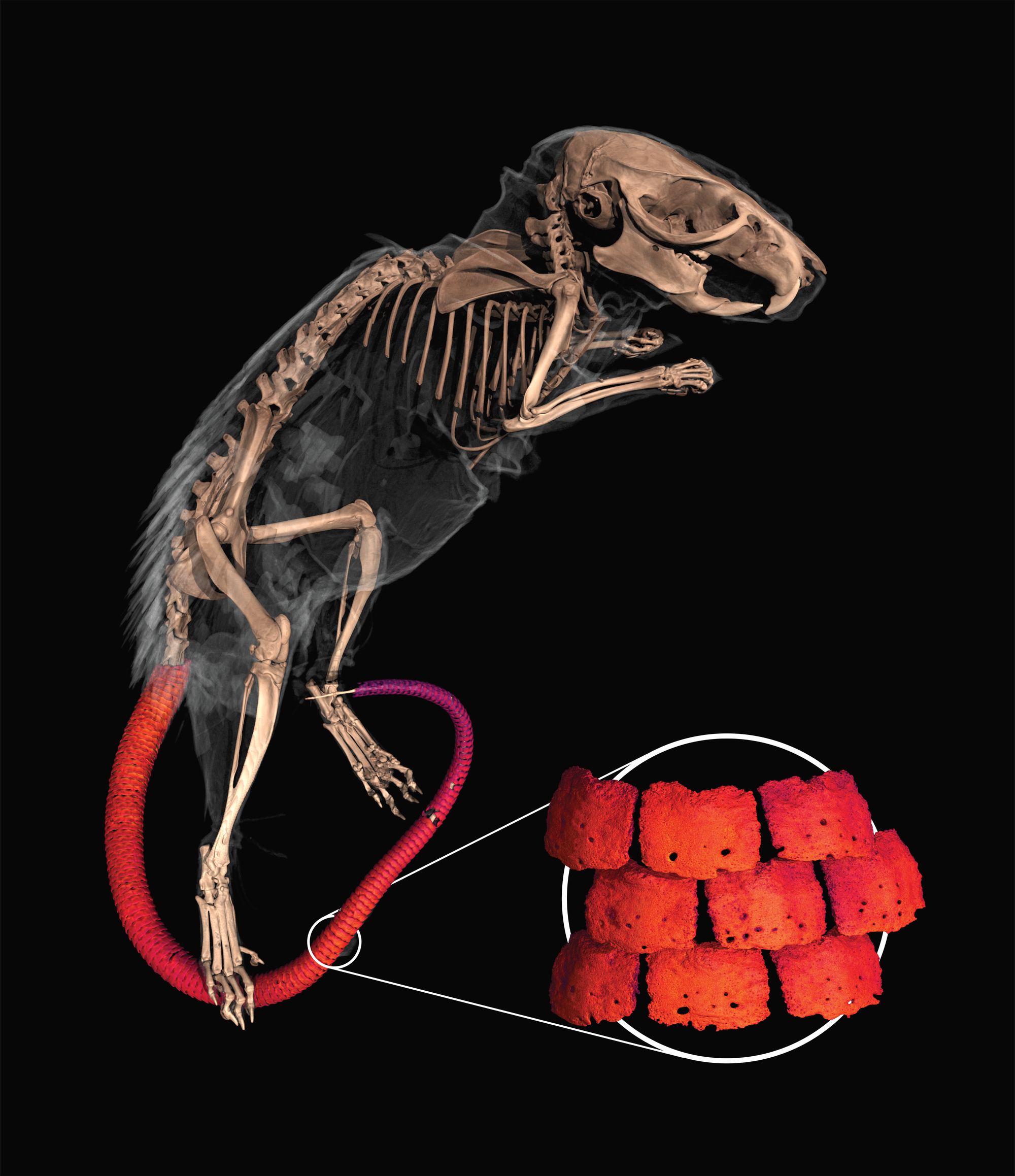 Hautknochenplatten im Mäuseschwanz im Röntgenbild
