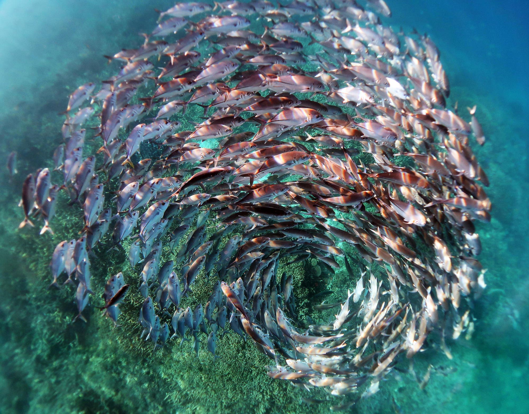 Great Barrier Reef: Ein Fischschwarm in Spiralformation - Spektrum der  Wissenschaft