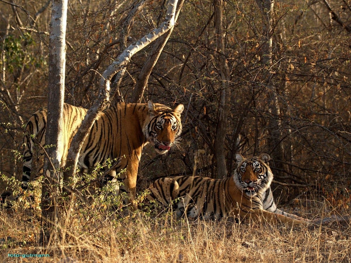 Bengalische Tiger 