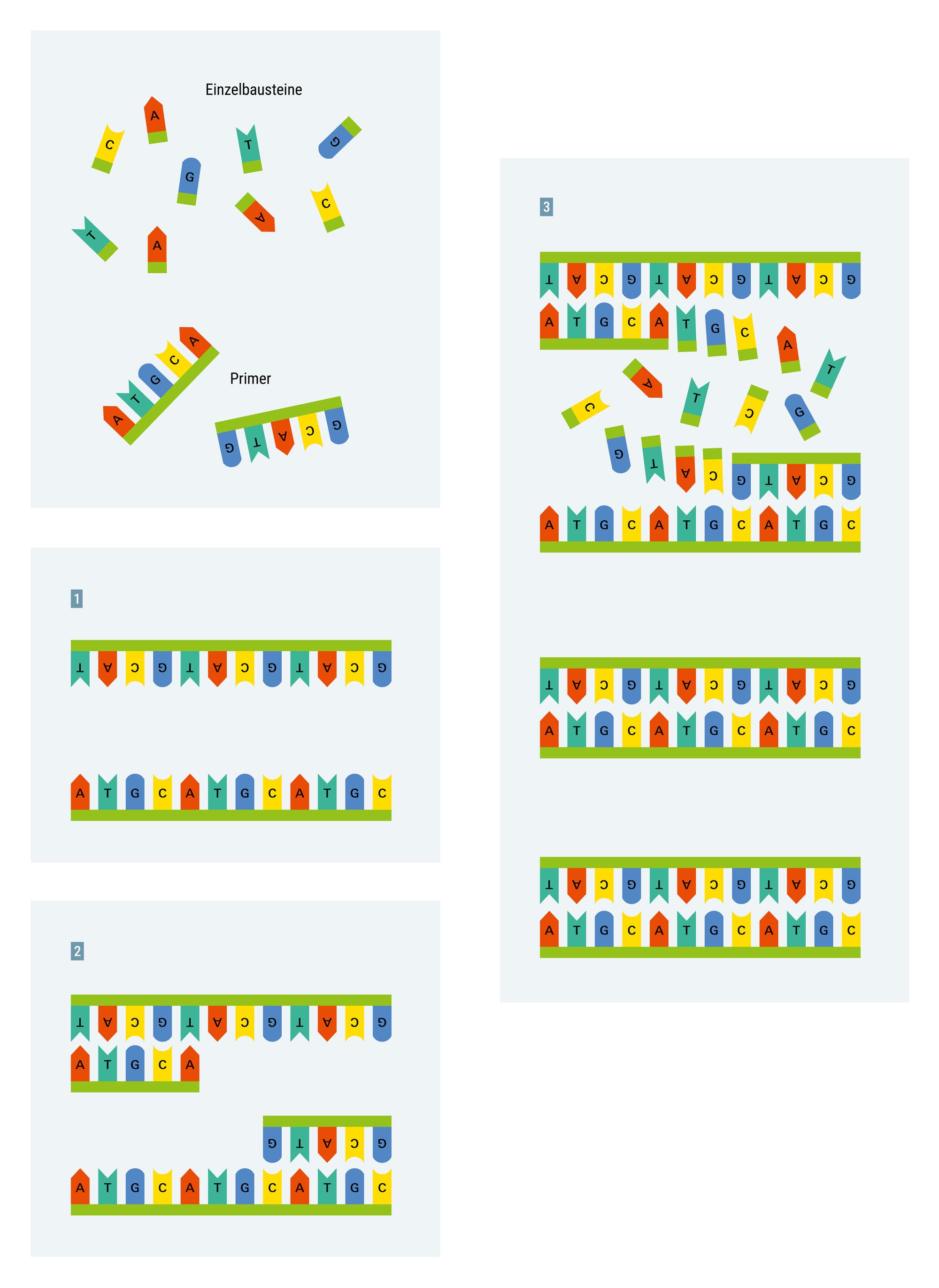 Die Abbildung zeigt den Prozess der Polymerase-Kettenreaktion (PCR). Links ist ein DNA-Strang dargestellt, bestehend aus einer Abfolge von Basenpaaren. Darunter befinden sich Primer und einzelne Bausteine, die die Nukleotide darstellen. Rechts sind mehrere Schritte der Replikation zu sehen, bei denen die DNA in zwei Stränge aufgeteilt wird. Die Primer binden an die DNA, und die Einzelbausteine ergänzen die Basenpaare, um neue DNA-Stränge zu bilden. Die Abbildung veranschaulicht die Synthese neuer DNA-Stränge durch den Einsatz von Primern und Nukleotiden.