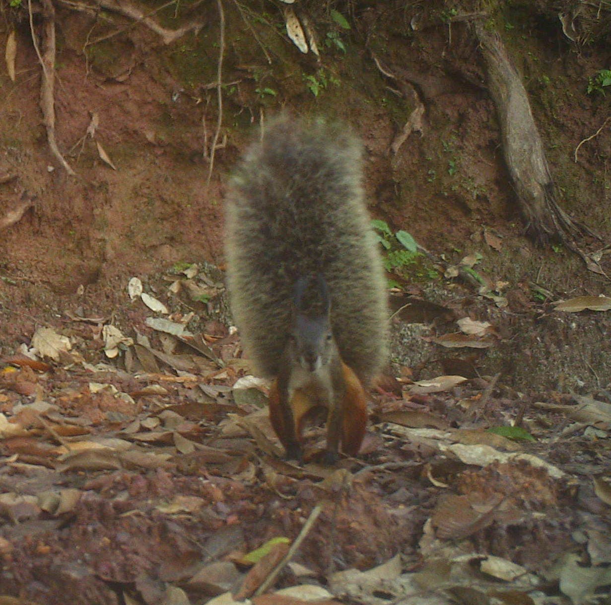 Das Borneo-Hörnchen (Rheithrosciurus macrotis)