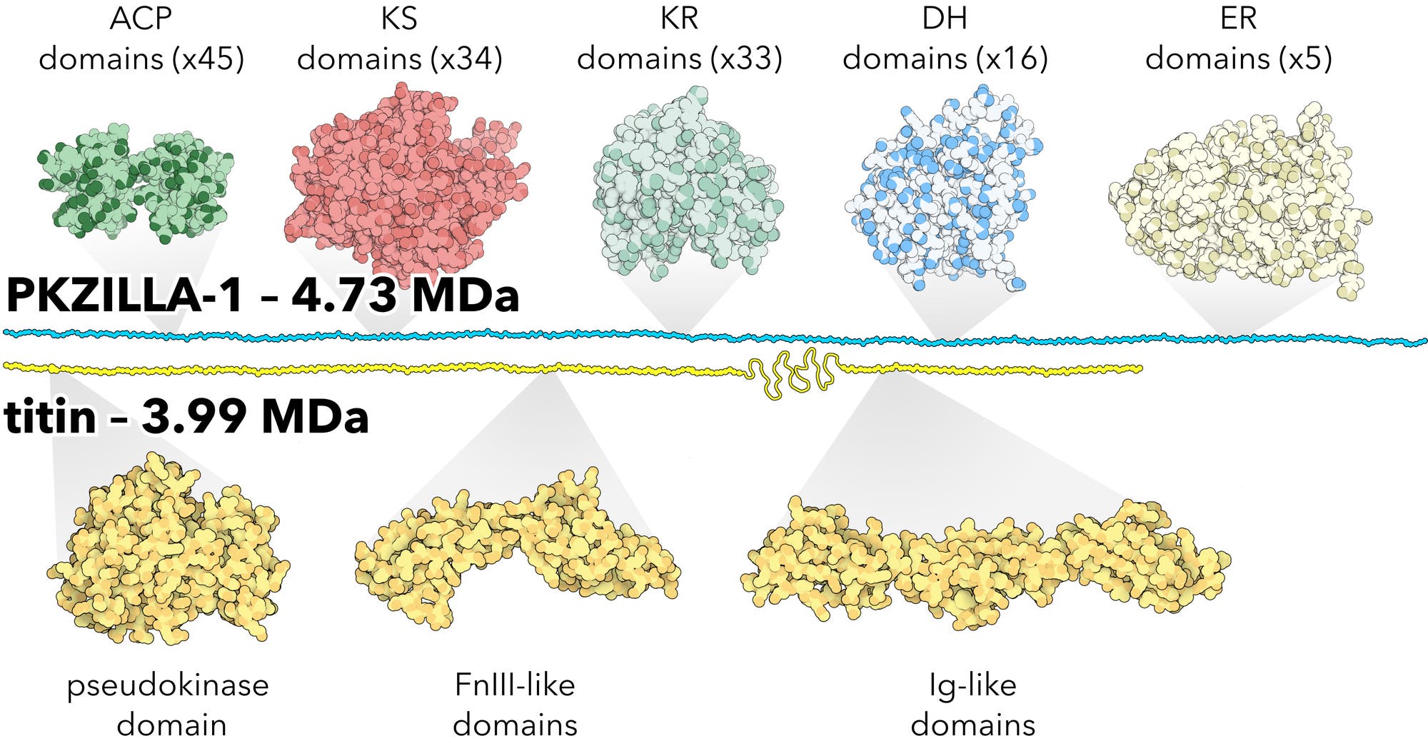 Molekülstruktur von PKZILLA-1 und Titin