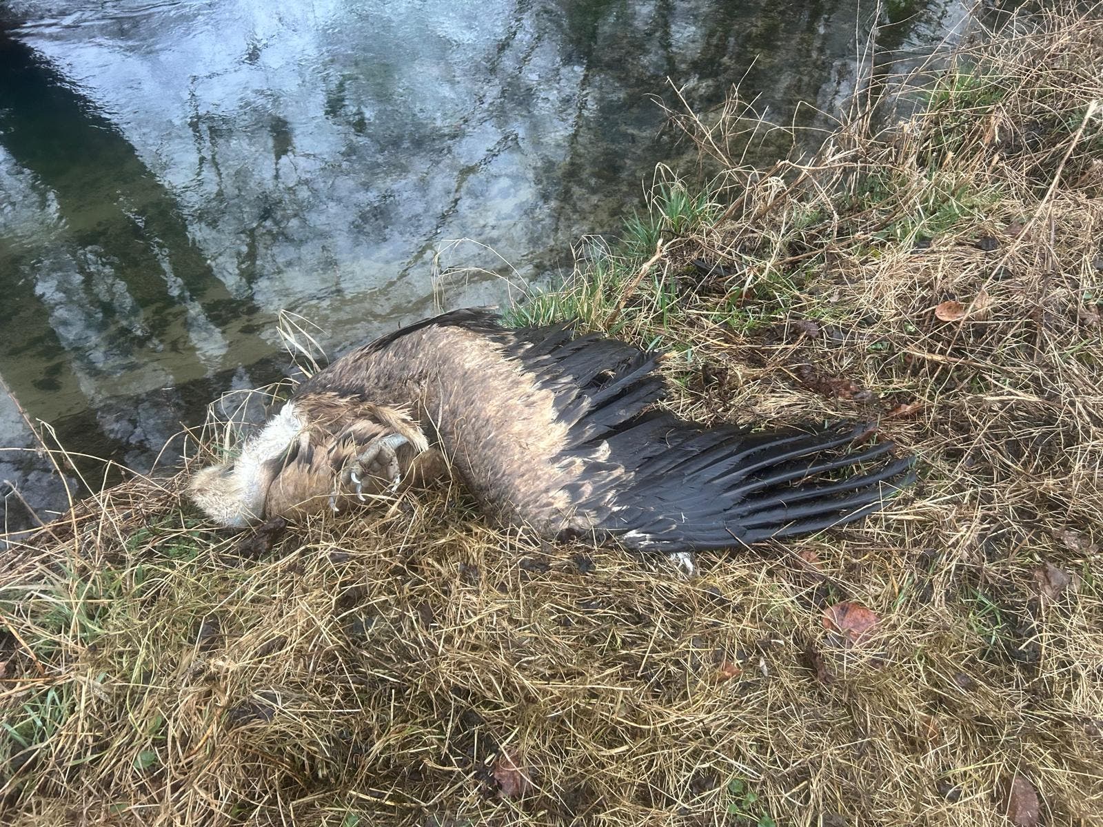 Ein toter Vogel liegt am Ufer eines Flusses auf trockenem Gras. Der Vogel hat braunes Gefieder mit dunklen Flügelspitzen. Im Hintergrund ist das ruhige Wasser des Flusses zu sehen, das die umliegenden Bäume spiegelt. Die Szene vermittelt eine ruhige, aber traurige Atmosphäre in der natürlichen Umgebung.