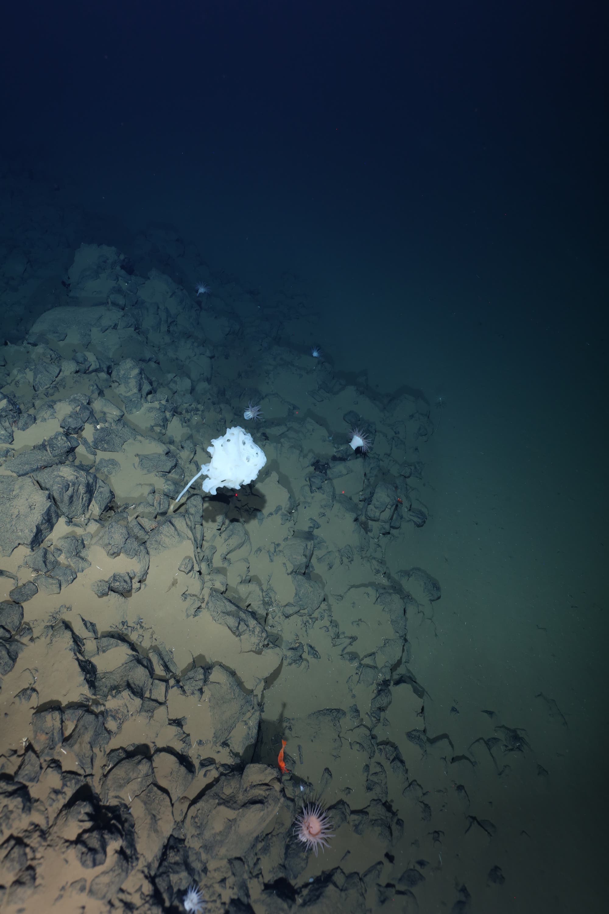 ein Foto zeigt den schwarzen Meeresgrund, übersät mit sandigem Sediment. ein Schwamm leuchtet im Schein des Scheinwerfers hellblau auf