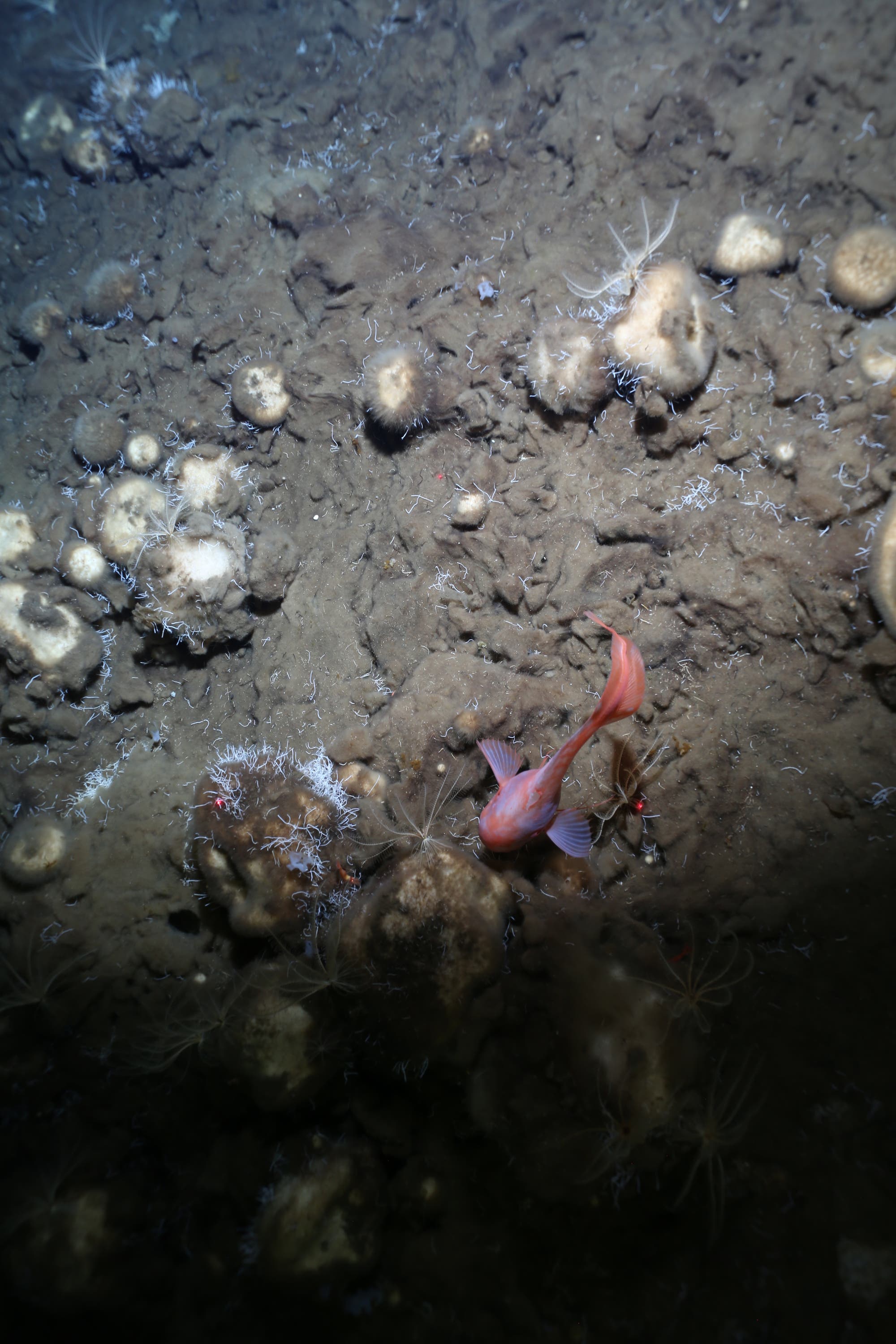 Ein roter Fisch mit violetten Flossen schwimmt am Meeresgrund der Arktis. Vereinzelt ist der Grund überzogen mit hellblau leuchtenden Strukturen, die wie ein Flaum aussehen.