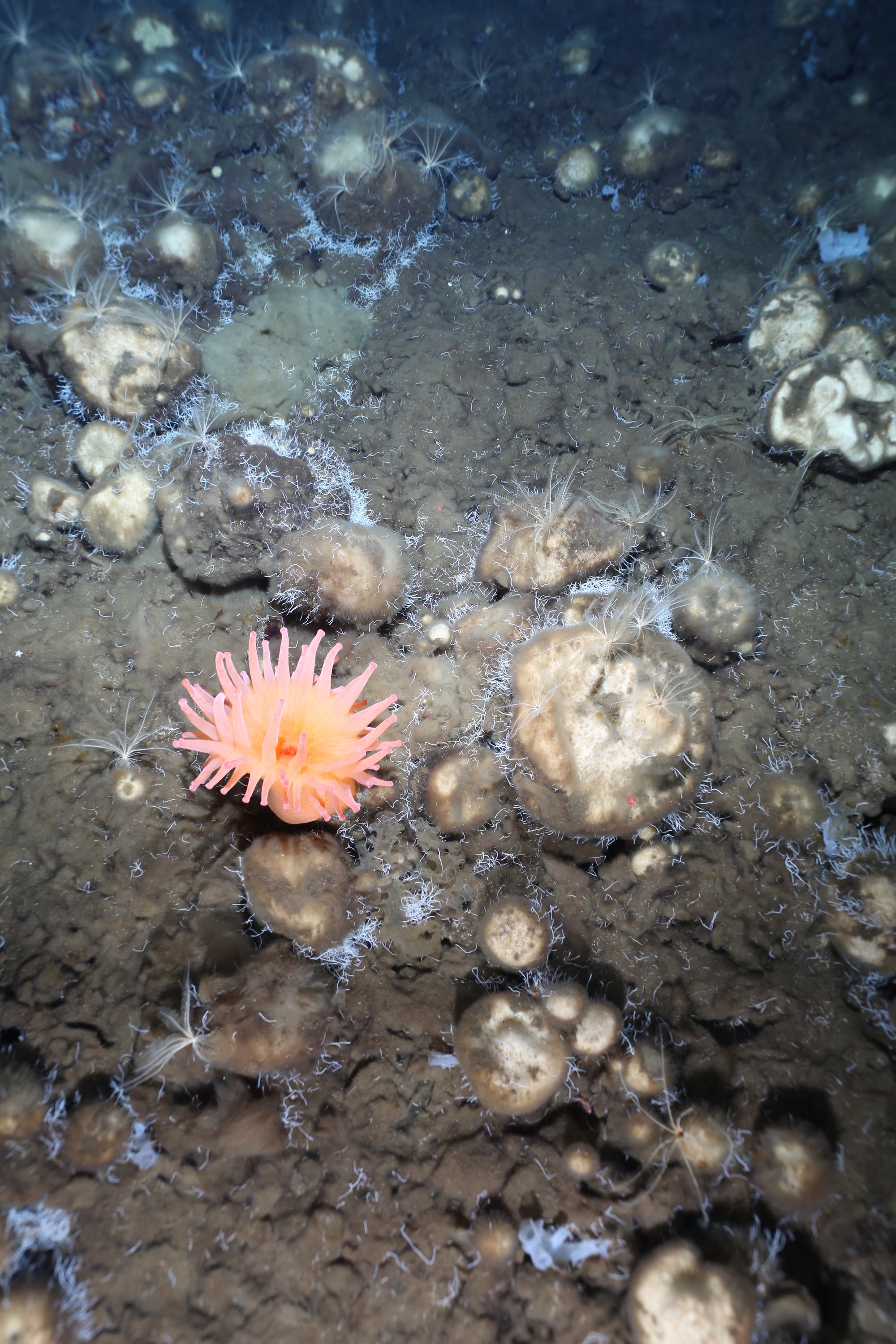 ein Foto zeigt den MEeresgrund unter der Arktis. Man sieht steinigen boden, auf dem eine rote Anemone sitzt, sowie hellblau leuchtende Strukturen, die wie ein Flaum aussehen.