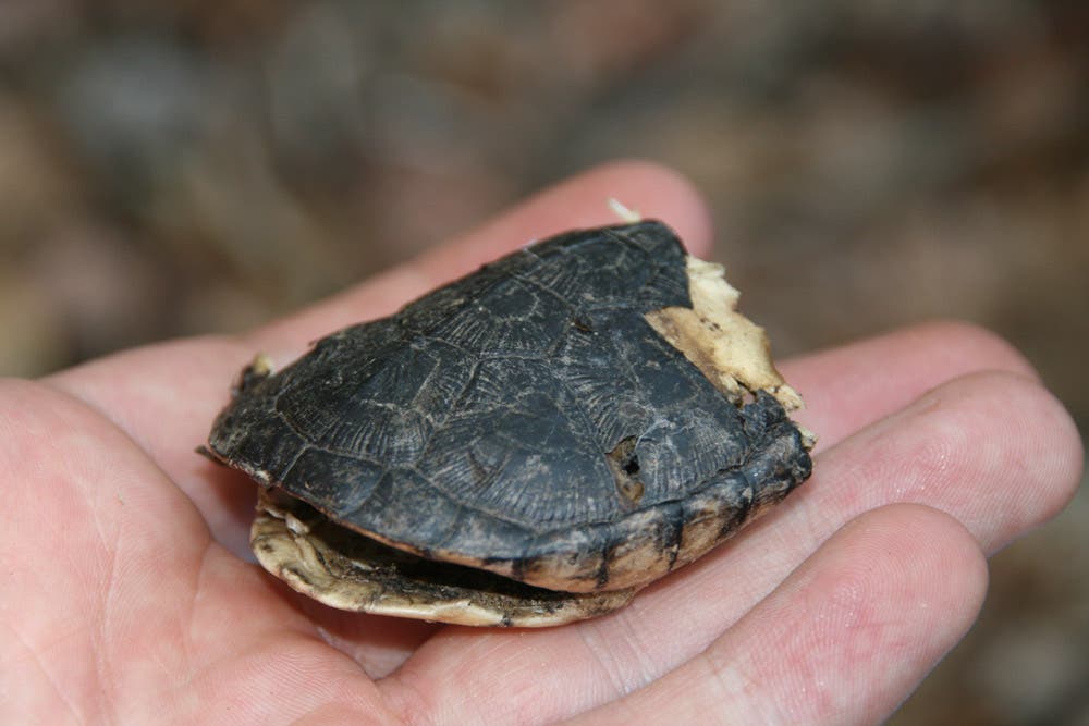 Süßwasserschildkröte der Art Pelomedusa subrufa