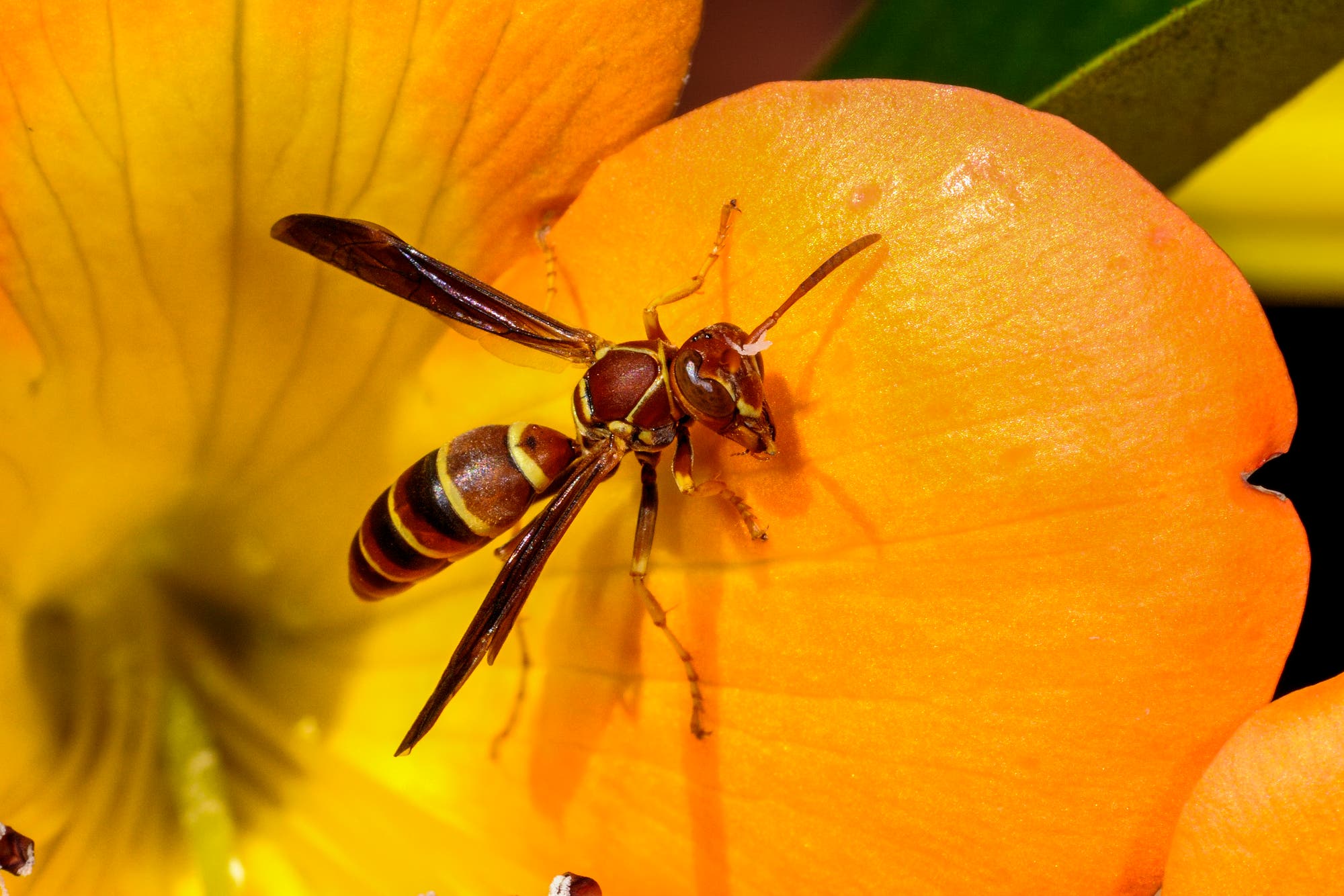 Eine unscheinbar aussehende Wespe sitzt auf einem Blütenblatt und guckt unschuldig.