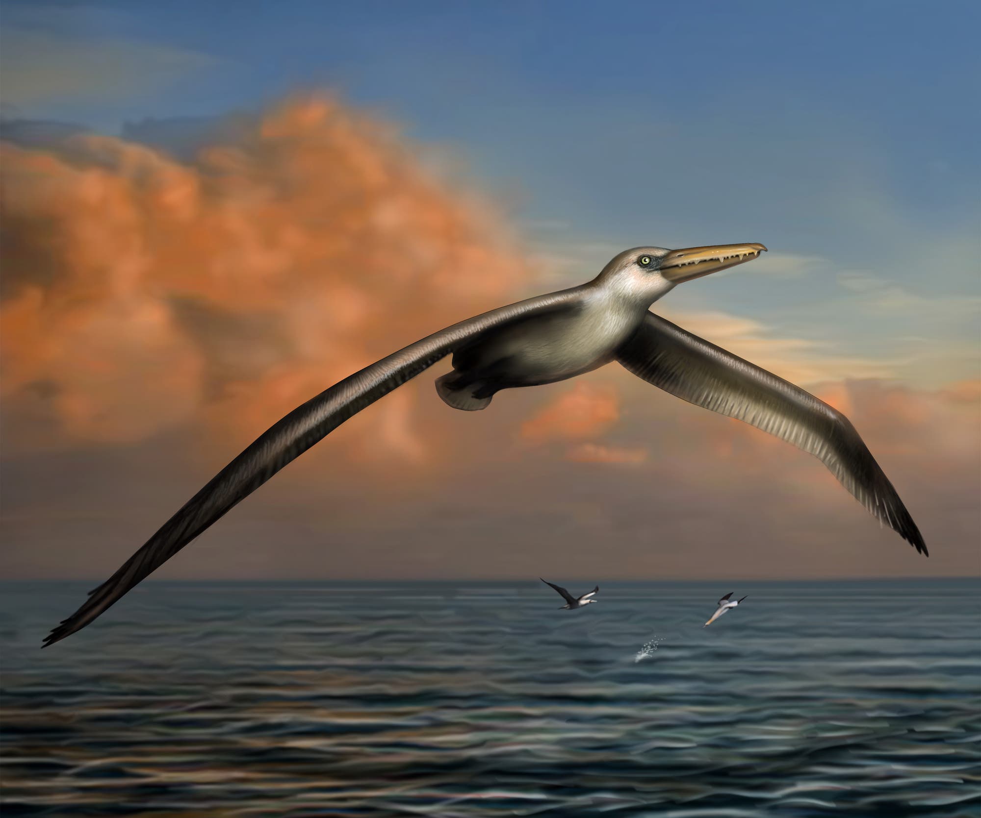 Pelagornis – der größte fliegende Vogel aller Zeiten?