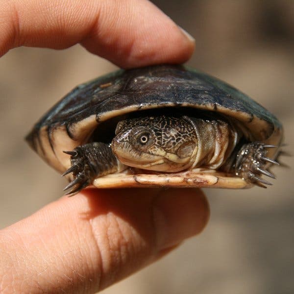 Wasserschildkröte an Land