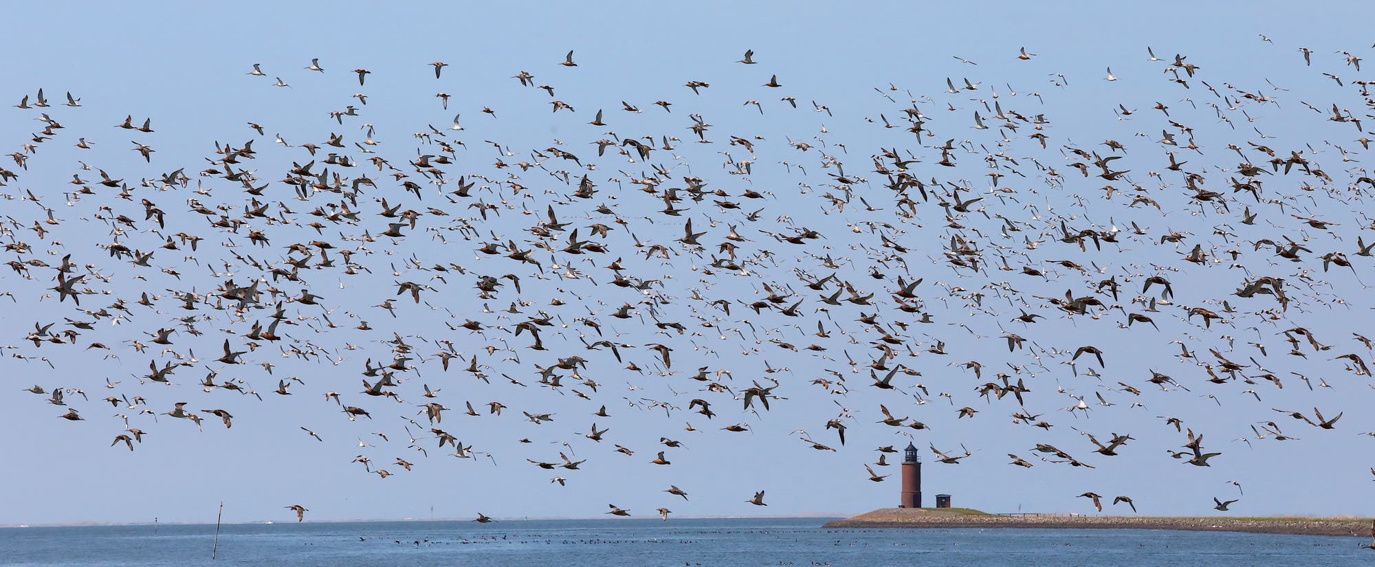 Eine große Gruppe von Vögeln fliegt über einem Gewässer. Die Vögel sind dicht gedrängt und spiegeln sich im Wasser. Der Himmel ist hell und wolkenlos, was die Silhouetten der Vögel hervorhebt. Im Hintergrund ein Leuchtturm. Es gibt keine Menschen oder Text im Bild.