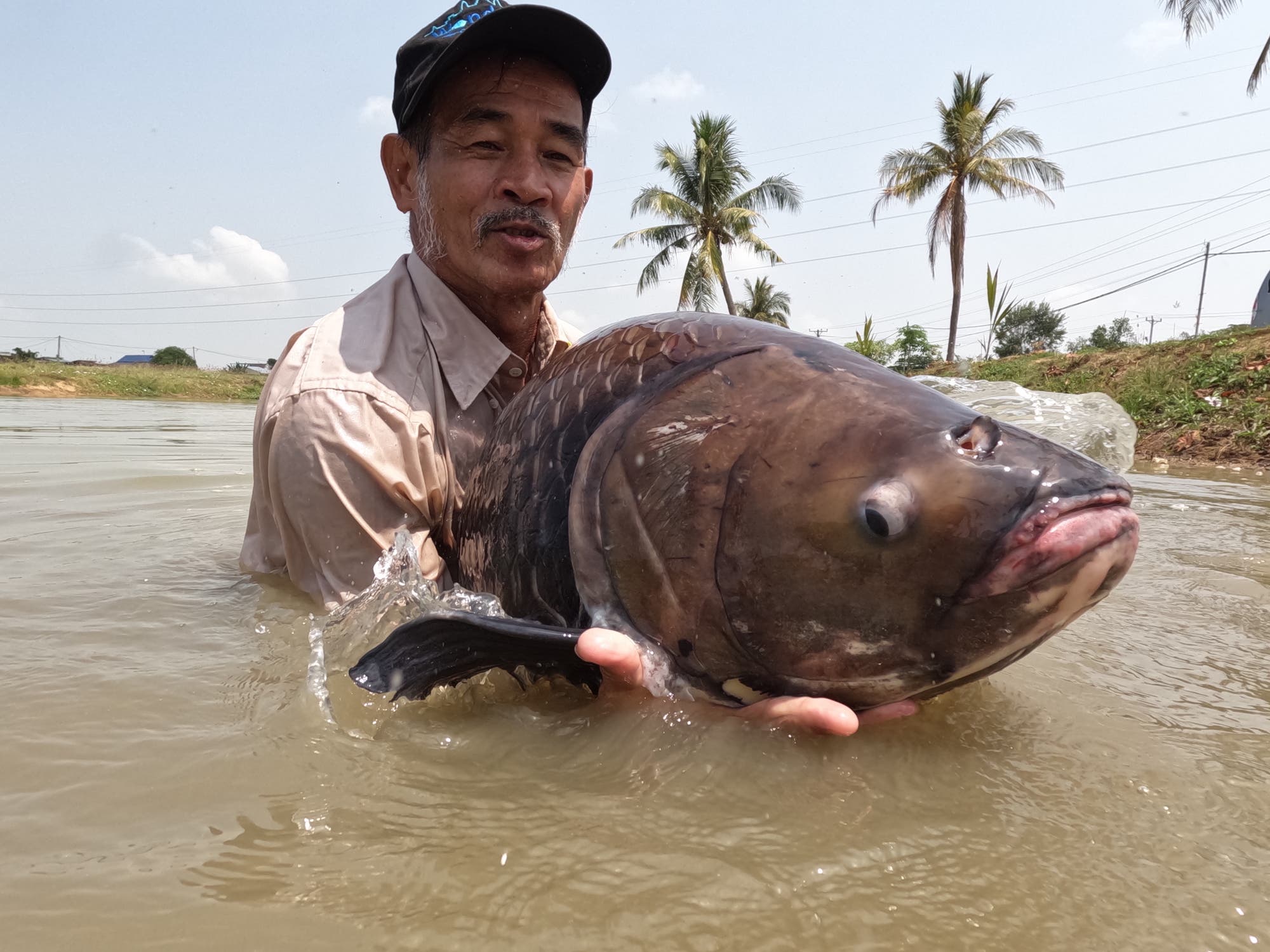 Im Mekong ist auch diese Riesenbarbe heimisch. Nach der Dokumentation entlässt ein Arbeiter des Forschungsteams das Tier wieder in die Freiheit. 