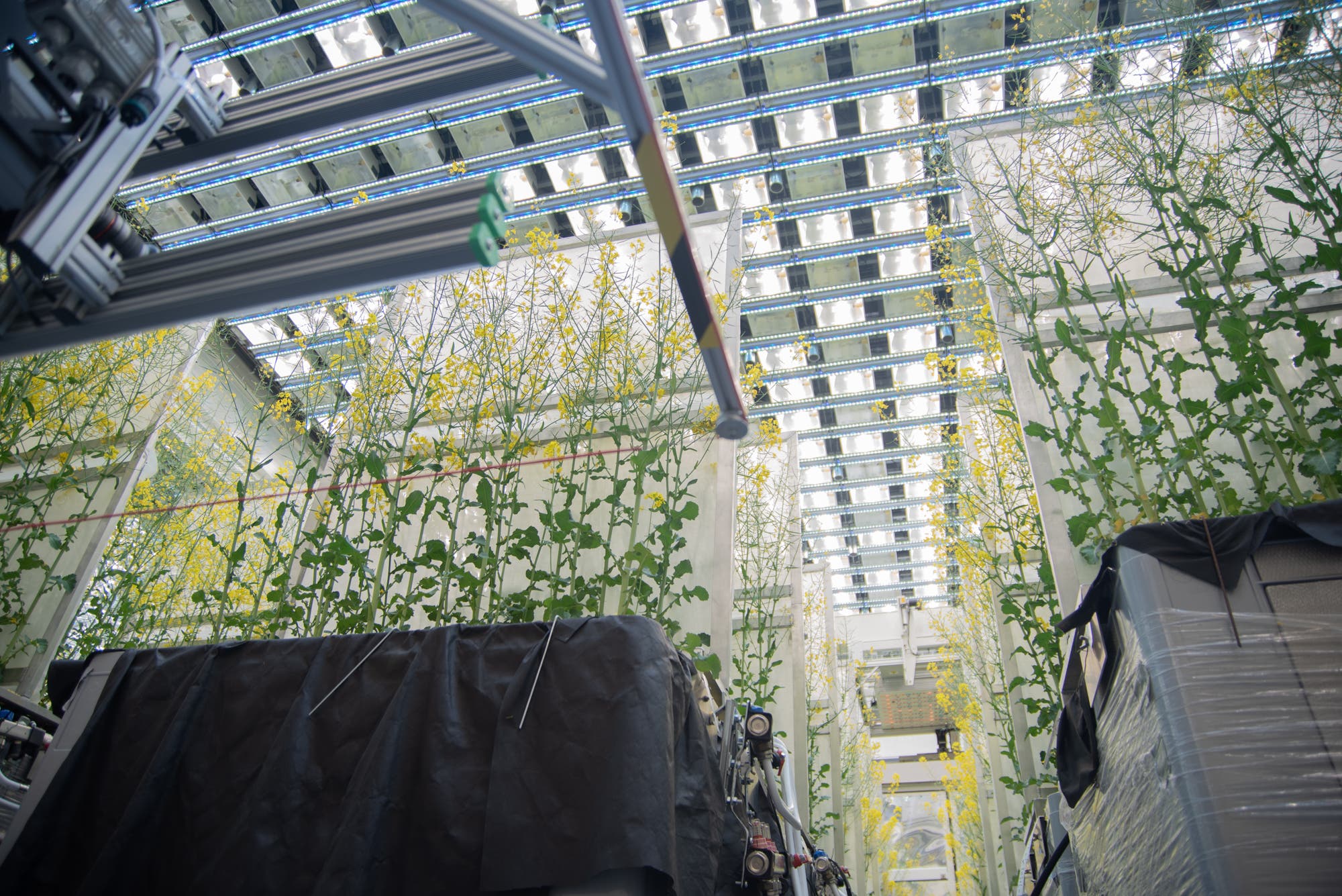 Ein Gewächshausgang mit hohen, dichtwachsenden Pflanzen, die ein grünes Blätterdach bilden. Links sind technische Geräte und Schläuche sichtbar, die möglicherweise zur Bewässerung oder Klimakontrolle dienen. Das Licht ist warm und gelblich, was eine angenehme Atmosphäre schafft.