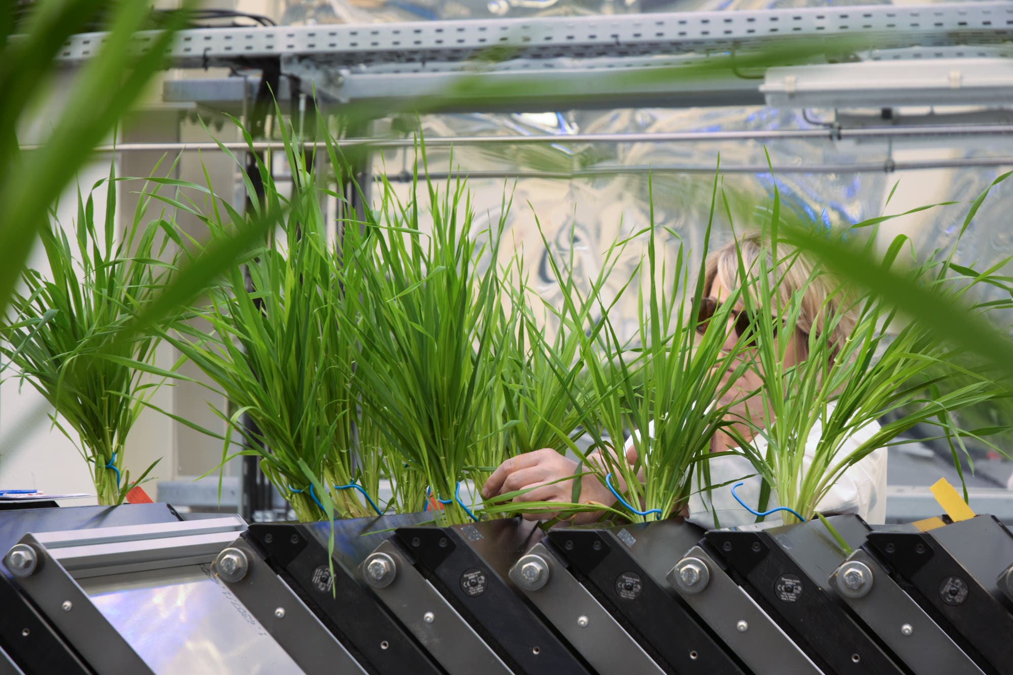 Eine Person in einem Labor untersucht grüne Pflanzen, die in einer Reihe auf einem mechanischen Förderband stehen. Die Umgebung wirkt technisch und modern, mit Metallstrukturen und Beleuchtung im Hintergrund. Die Pflanzen sind dicht und gesund, was auf eine kontrollierte Wachstumsumgebung hinweist.