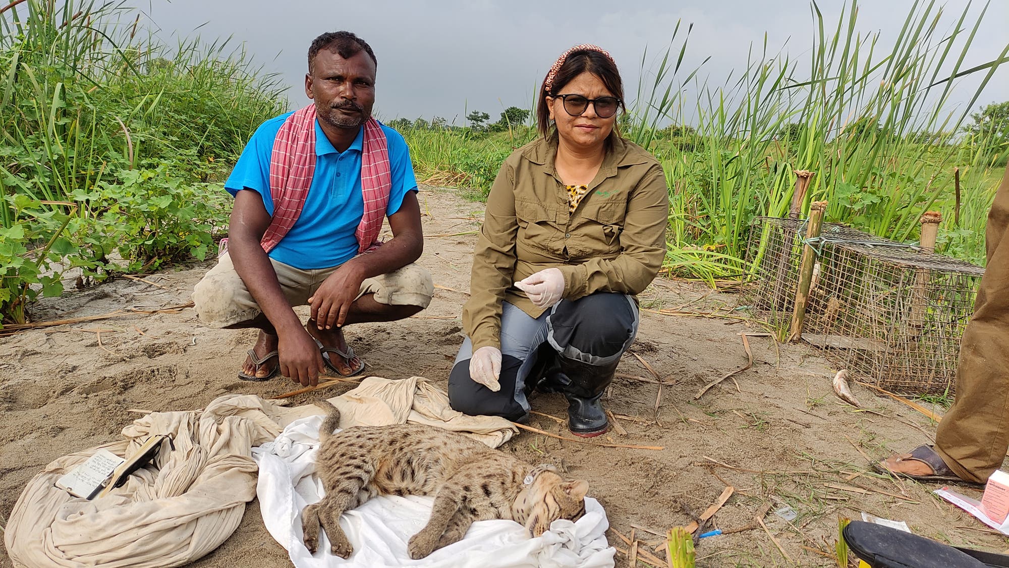 Zwei Personen knien auf sandigem Boden neben einer schlafenden oder betäubten Wildkatze, die auf einem weißen Tuch liegt. Die Umgebung ist von hohem Gras und Pflanzen umgeben. Eine der Personen trägt Handschuhe und eine Sonnenbrille, während die andere eine bunte Weste trägt. Neben der Katze liegt ein Notizbuch. Im Hintergrund ist ein Drahtkäfig zu sehen.