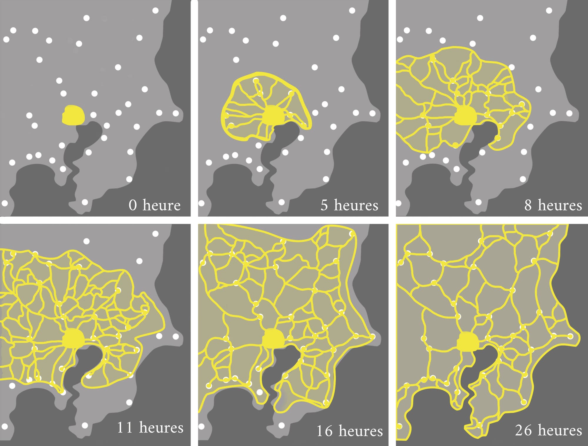 Die weißen Punkte stellen die verstreuten Haferflocken dar, die im Muster von Städten in der Metropolregion Tokio angeordnet sind. Der Schleimpilz (gelb) bildet nach mehreren Stunden ein Netzwerk, das die Futterquellen optimal verbindet.