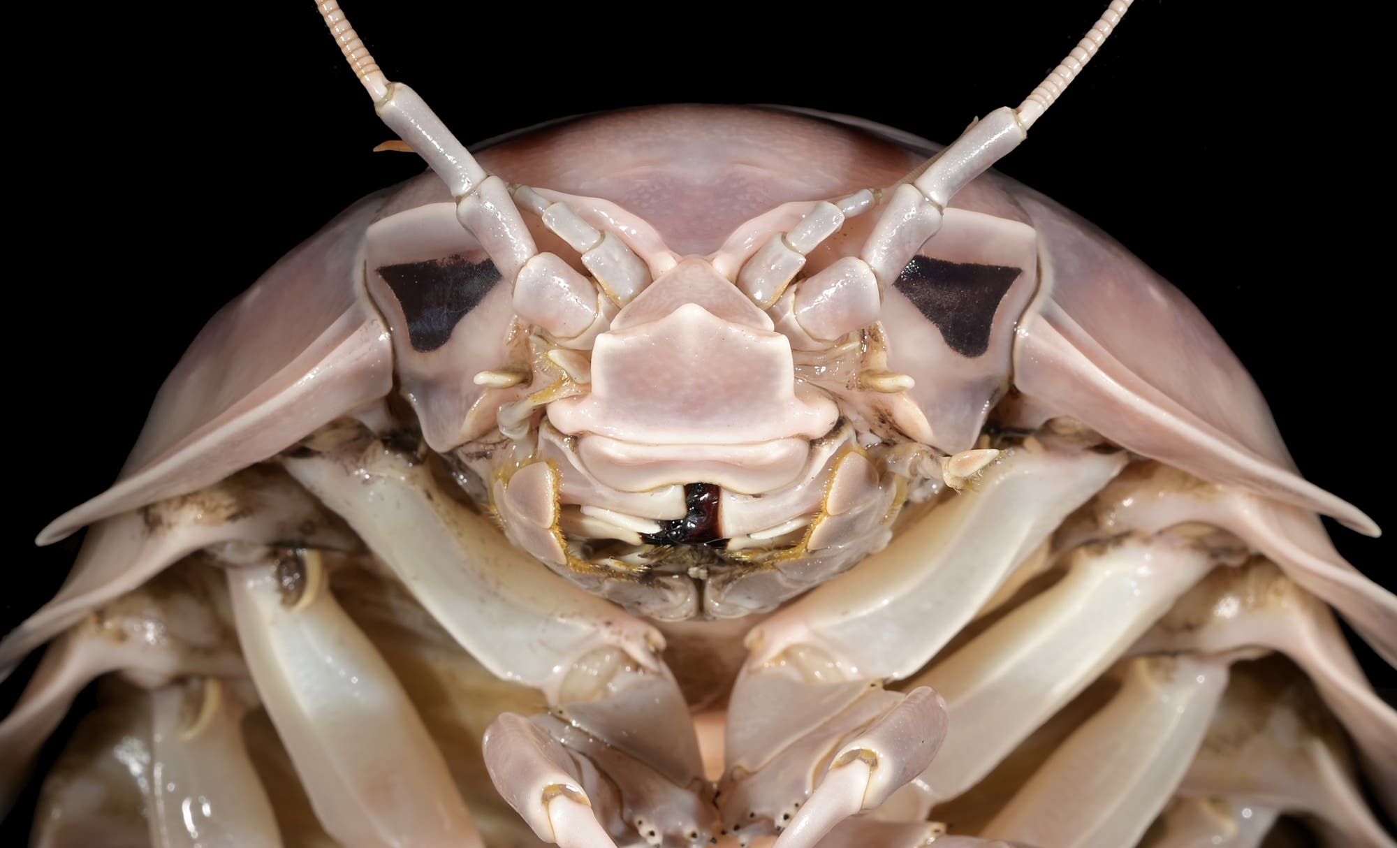 Nahaufnahme eines Riesenasselnkopfes mit detaillierter Ansicht der Antennen, Augen und Mundwerkzeuge. Die blassrosa und cremefarbenen Töne heben die segmentierte Struktur und die komplexen Muster des Exoskeletts hervor. Der Hintergrund ist schwarz, was den Fokus auf das Insekt verstärkt. Nahaufnahme eines Riesenasselnkopfes mit detaillierter Ansicht der Antennen, Augen und Mundwerkzeuge. Die blassrosa und cremefarbenen Töne heben die segmentierte Struktur und die komplexen Muster des Exoskeletts hervor. Der Hintergrund ist schwarz, was den Fokus auf das Insekt verstärkt.