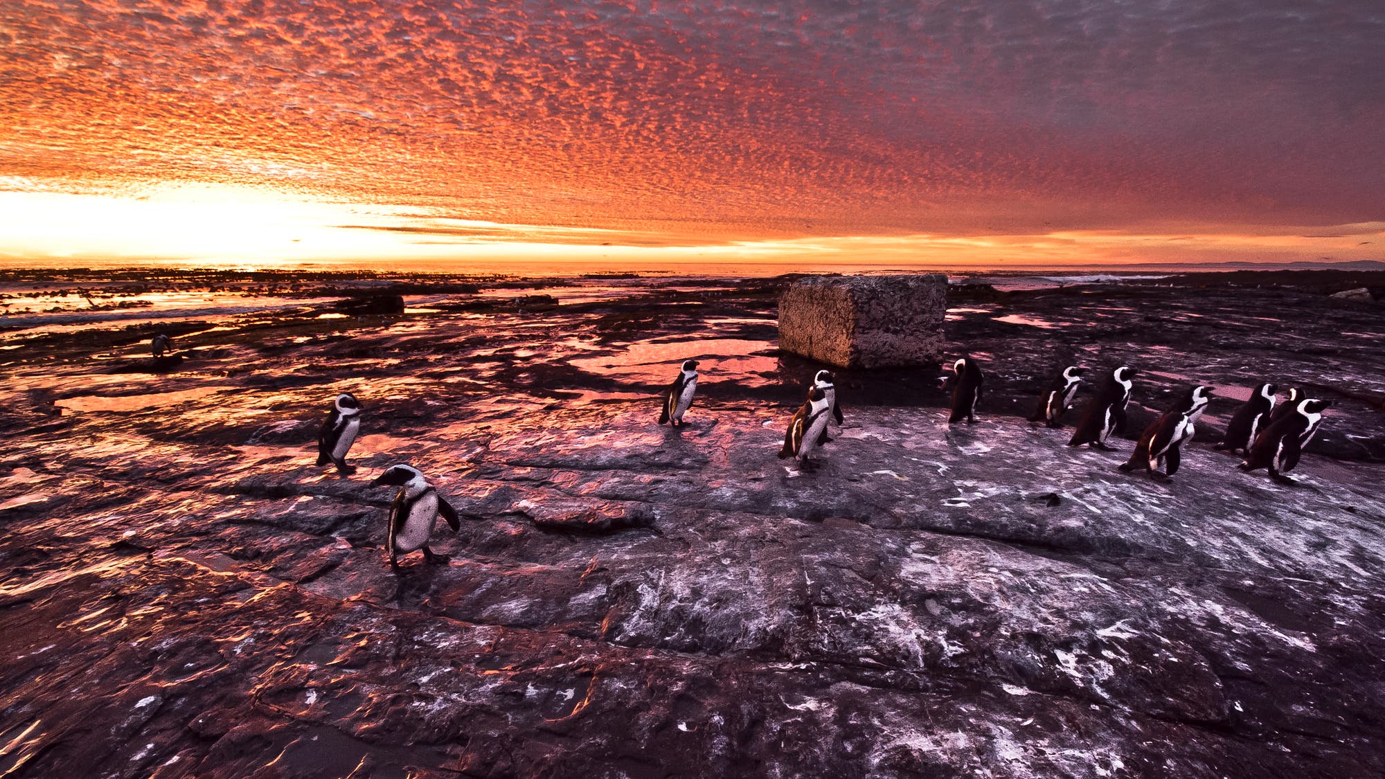 Fischfangverbot hilft seltenen Pinguinen - Spektrum der Wissenschaft