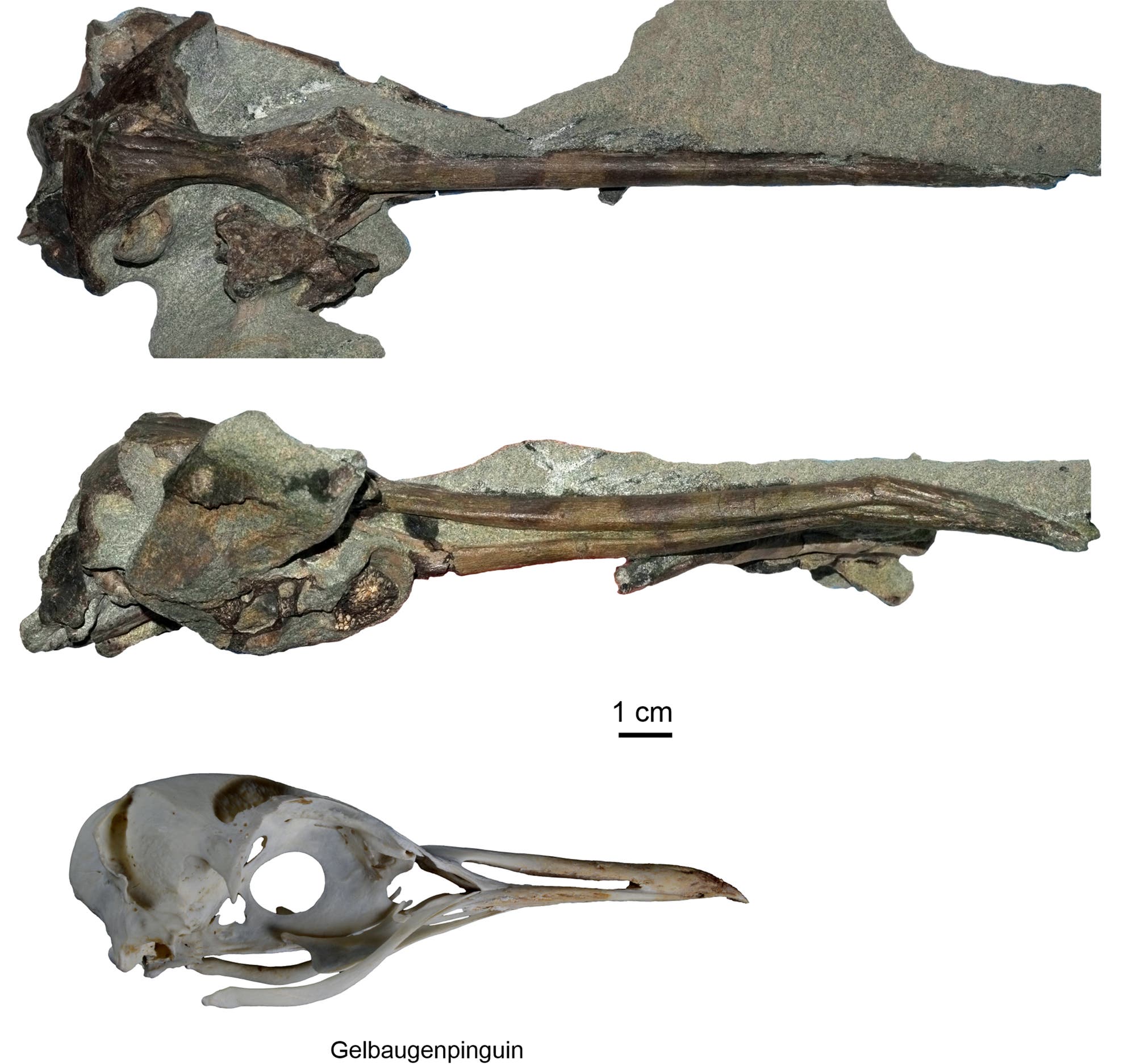 Fossile Knochenfragmente eines Pinguins, dargestellt in zwei Ansichten, oben und in der Mitte, mit einer Maßstabsleiste von 1 cm. Darunter ein vollständiger Schädel eines Gelbaugenpinguins zur Veranschaulichung. Der Text "Gelbaugenpinguin" ist unter dem Schädel abgebildet. Die Fossilien sind in Gestein eingebettet und zeigen Details der Knochenstruktur.