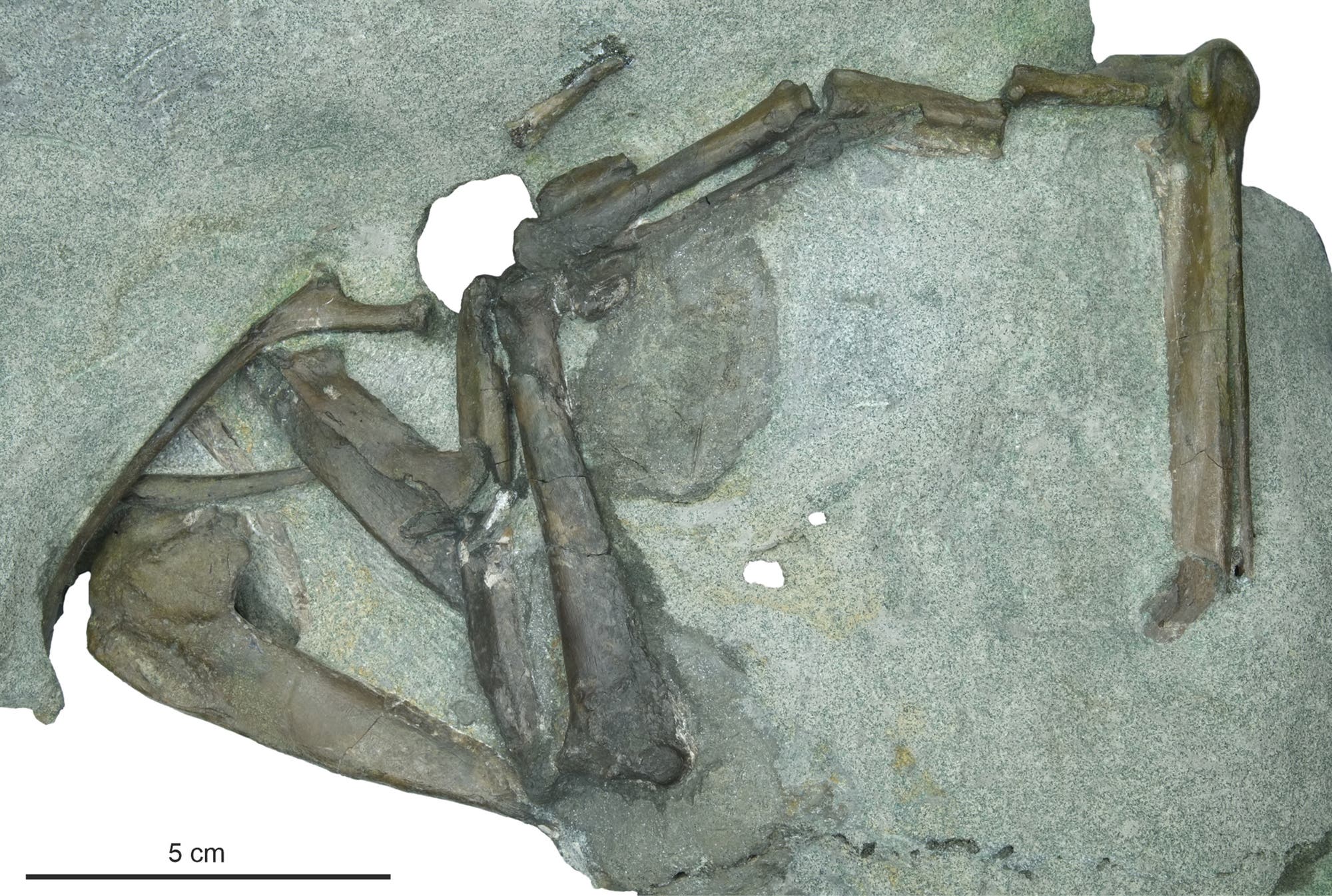 Fossil eines prähistorischen Pinguins, in graues Gestein eingebettet. Die Knochen sind deutlich sichtbar und zeigen die Flügel und Beine des Tieres. Eine Maßstabsleiste von 5 cm ist unten links im Bild zu sehen.