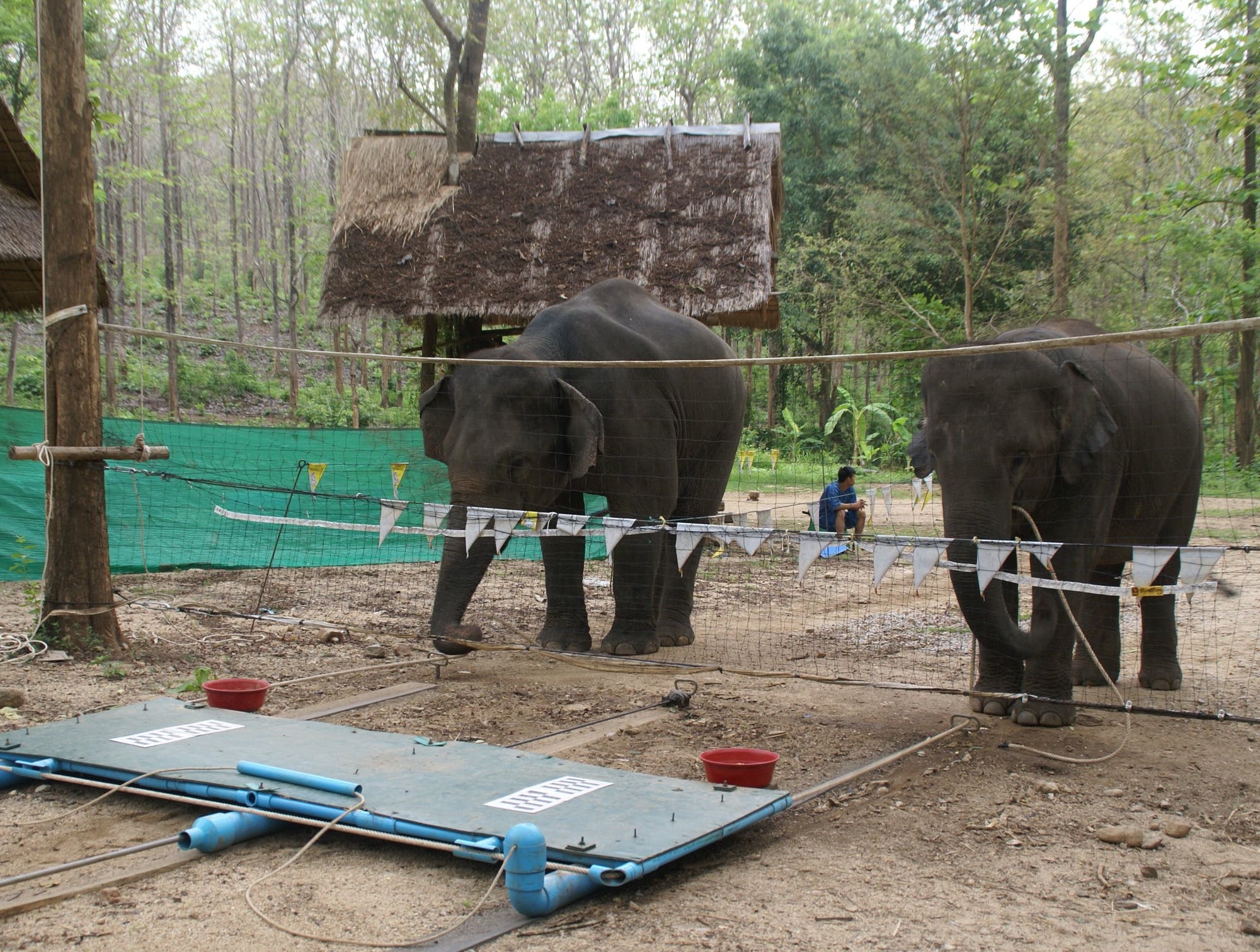 Kooperierende Elefanten