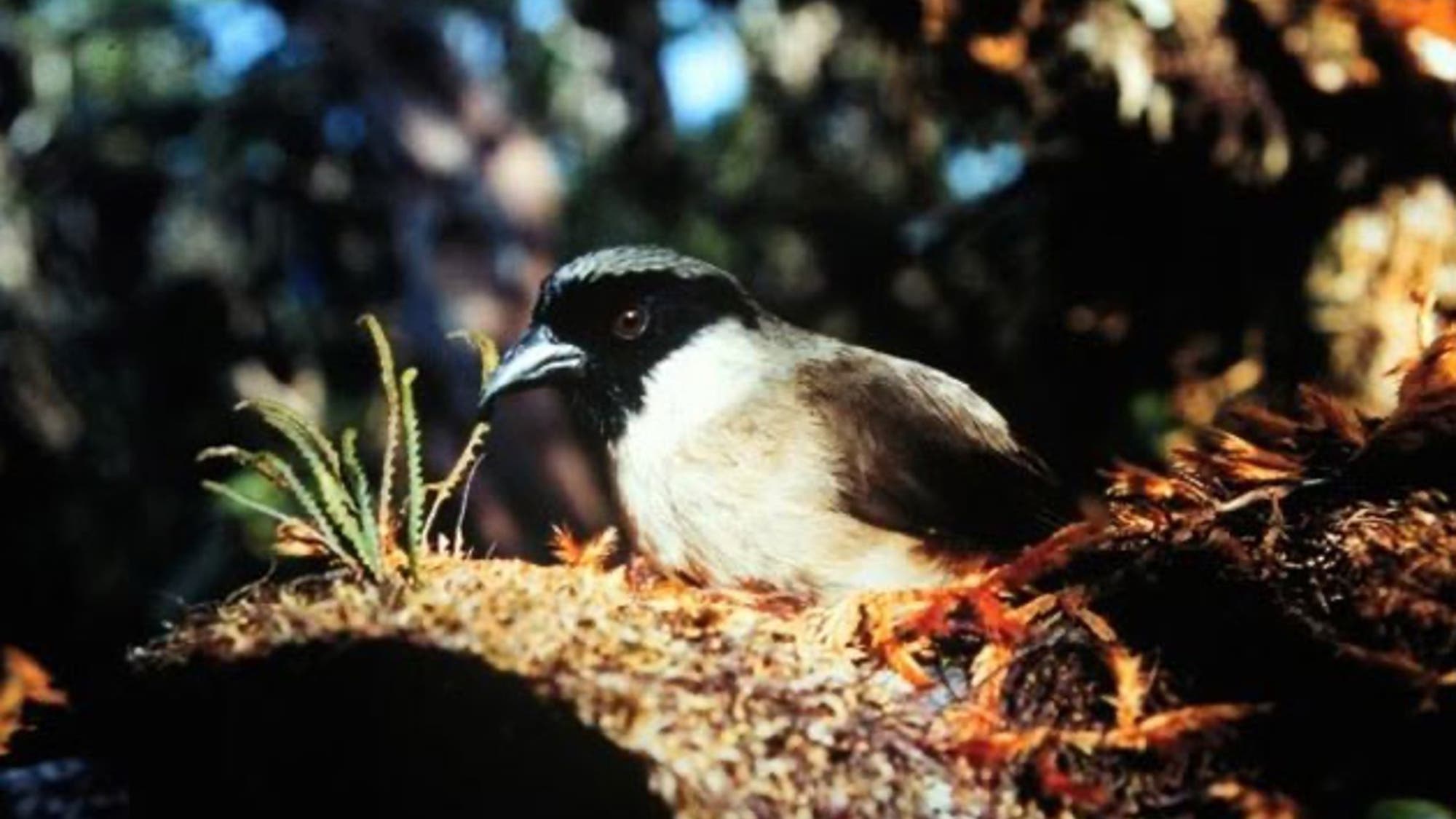 Po'ouli – eine ausgestorbene Kleidervogelart