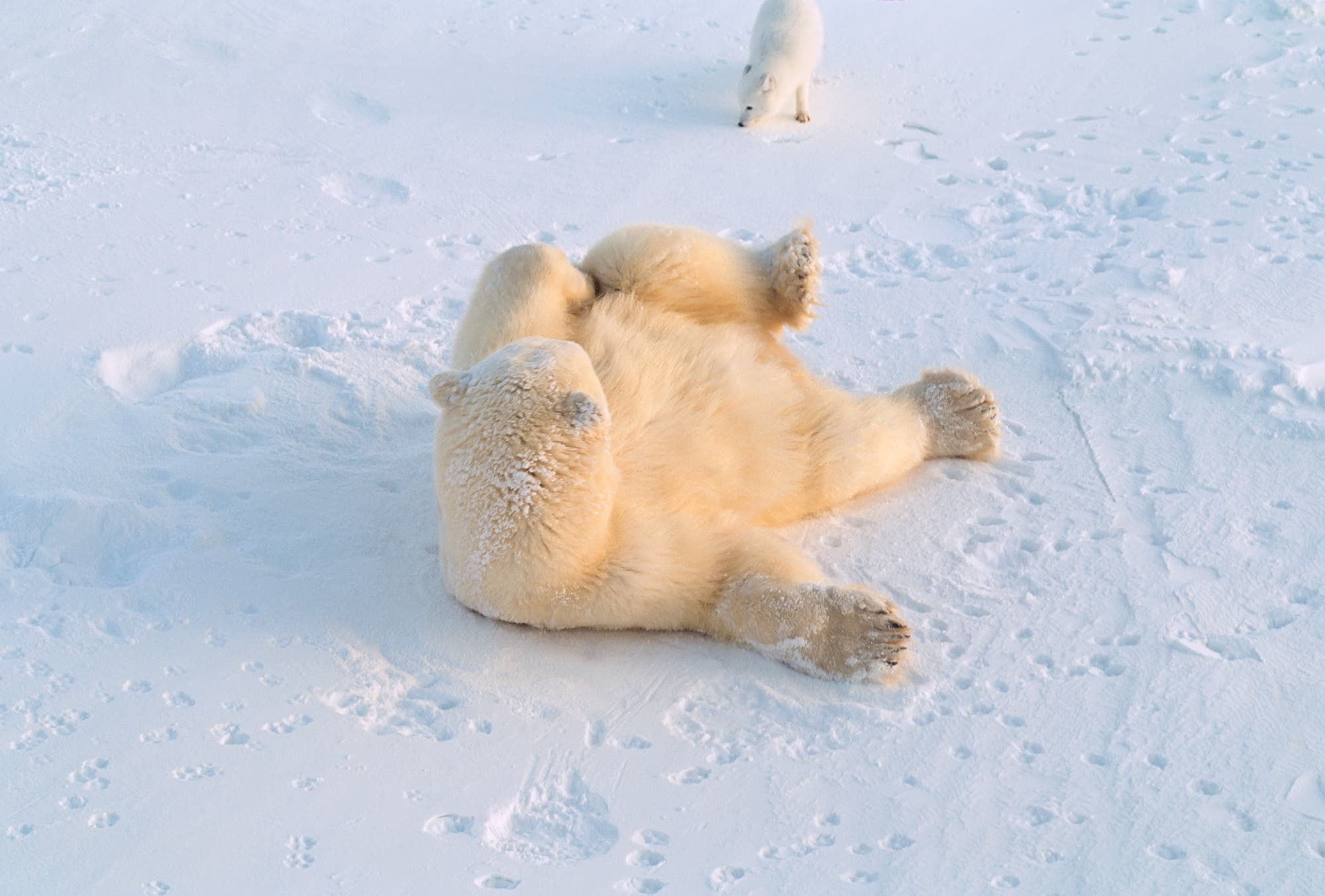 Polarfüchse und Eisbären bilden ein ungewöhnliches Tandem