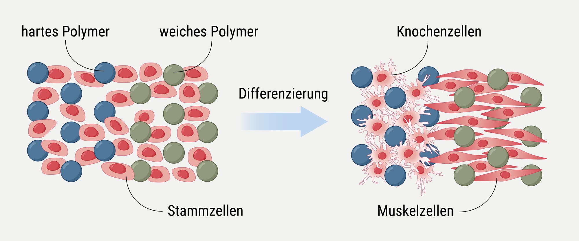 Diagramm zur Differenzierung von Stammzellen. Links sind Stammzellen in einer Matrix aus hartem und weichem Polymer dargestellt. Ein Pfeil in der Mitte zeigt den Prozess der Differenzierung an. Rechts sind die differenzierten Zellen als Knochenzellen und Muskelzellen abgebildet. Die Abbildung veranschaulicht, wie Stammzellen sich in spezialisierte Zelltypen entwickeln können.