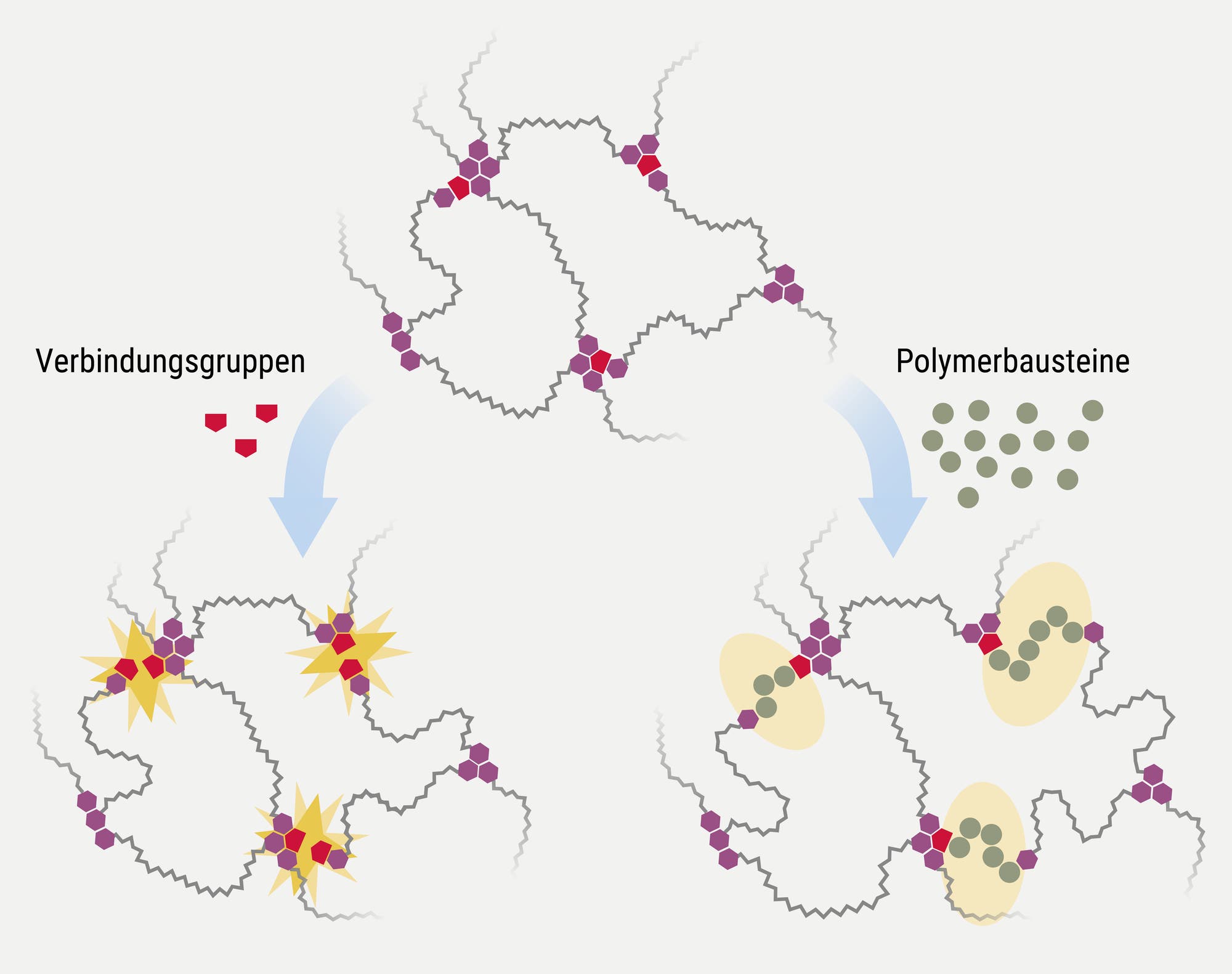 Eine wissenschaftliche Abbildung zeigt eine chemische Struktur mit Verbindungsgruppen und Polymerbausteinen. Oben ist eine komplexe Struktur mit hexagonalen und kreisförmigen Elementen dargestellt. Links unten wird durch einen Pfeil auf die Integration von Verbindungsgruppen hingewiesen, die durch rote Symbole dargestellt sind. Rechts unten zeigt ein weiterer Pfeil die Einbindung von Polymerbausteinen, die durch grüne Kreise symbolisiert werden. Die Struktur ist durch wellenförmige Linien verbunden, die die chemische Vernetzung darstellen.
